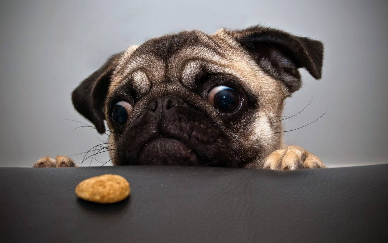 Søt hund som ser på nøtteskall Bakgrunner