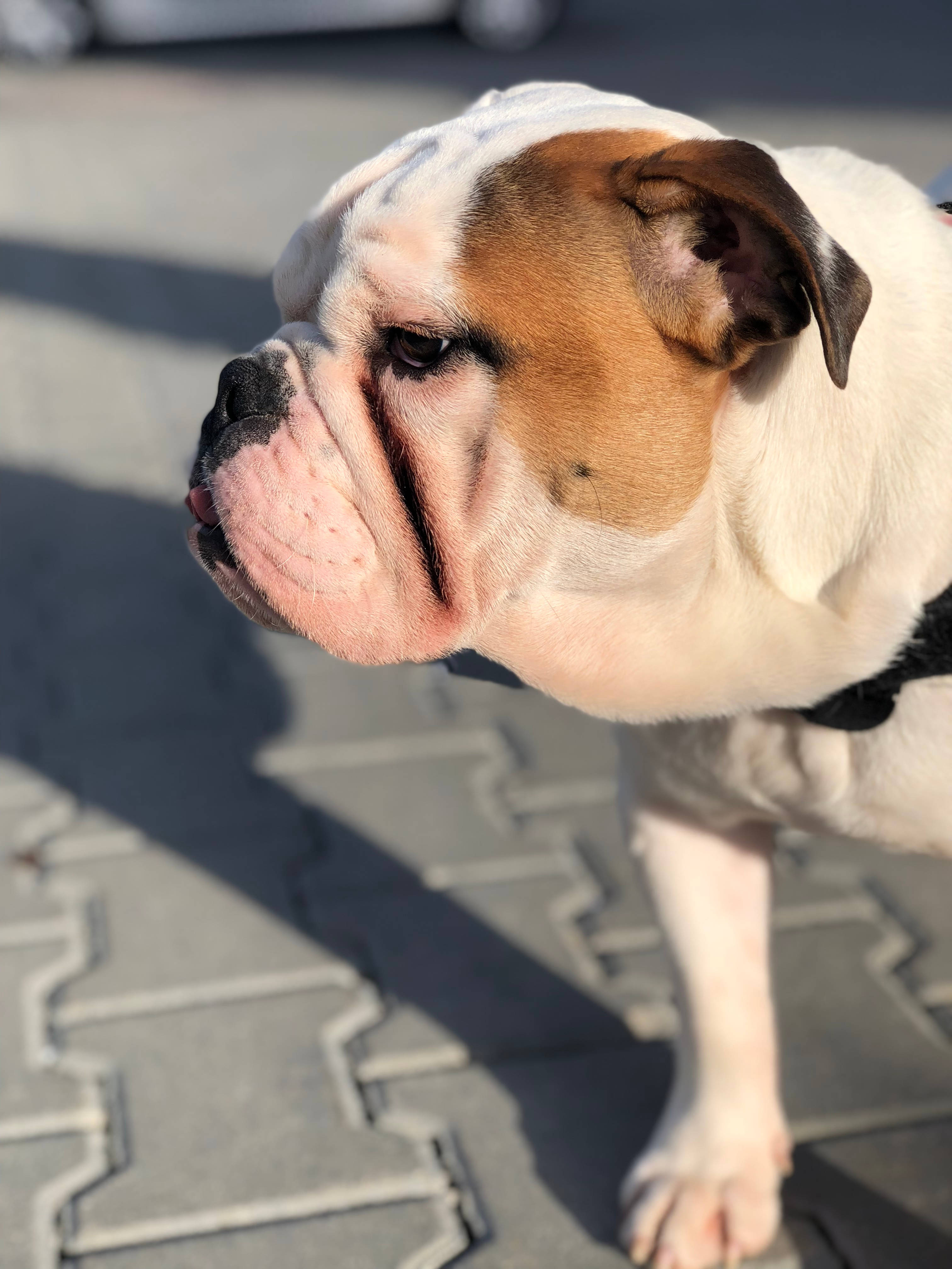 Søt hund sur under solen Bakgrunner