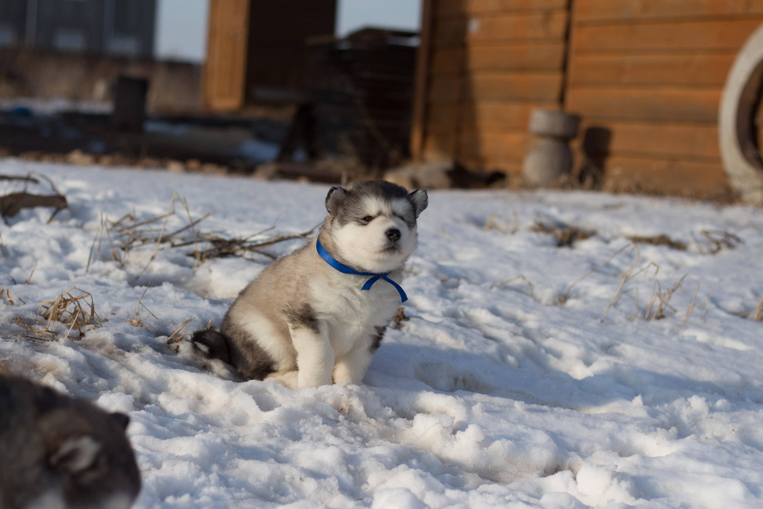 Søt husky med blå halsbånd Bakgrunner