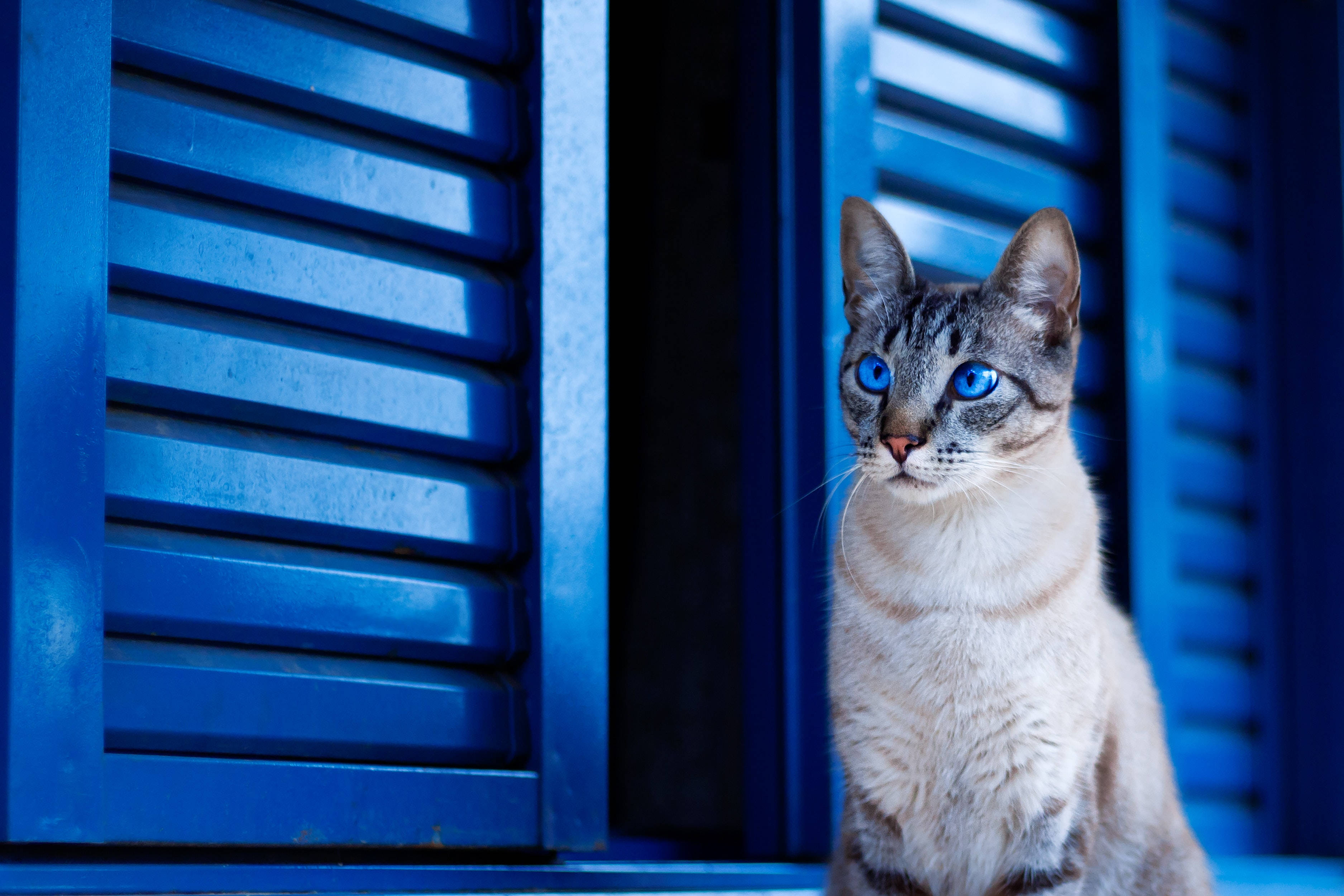 Søt katt blå skodder Bakgrunner