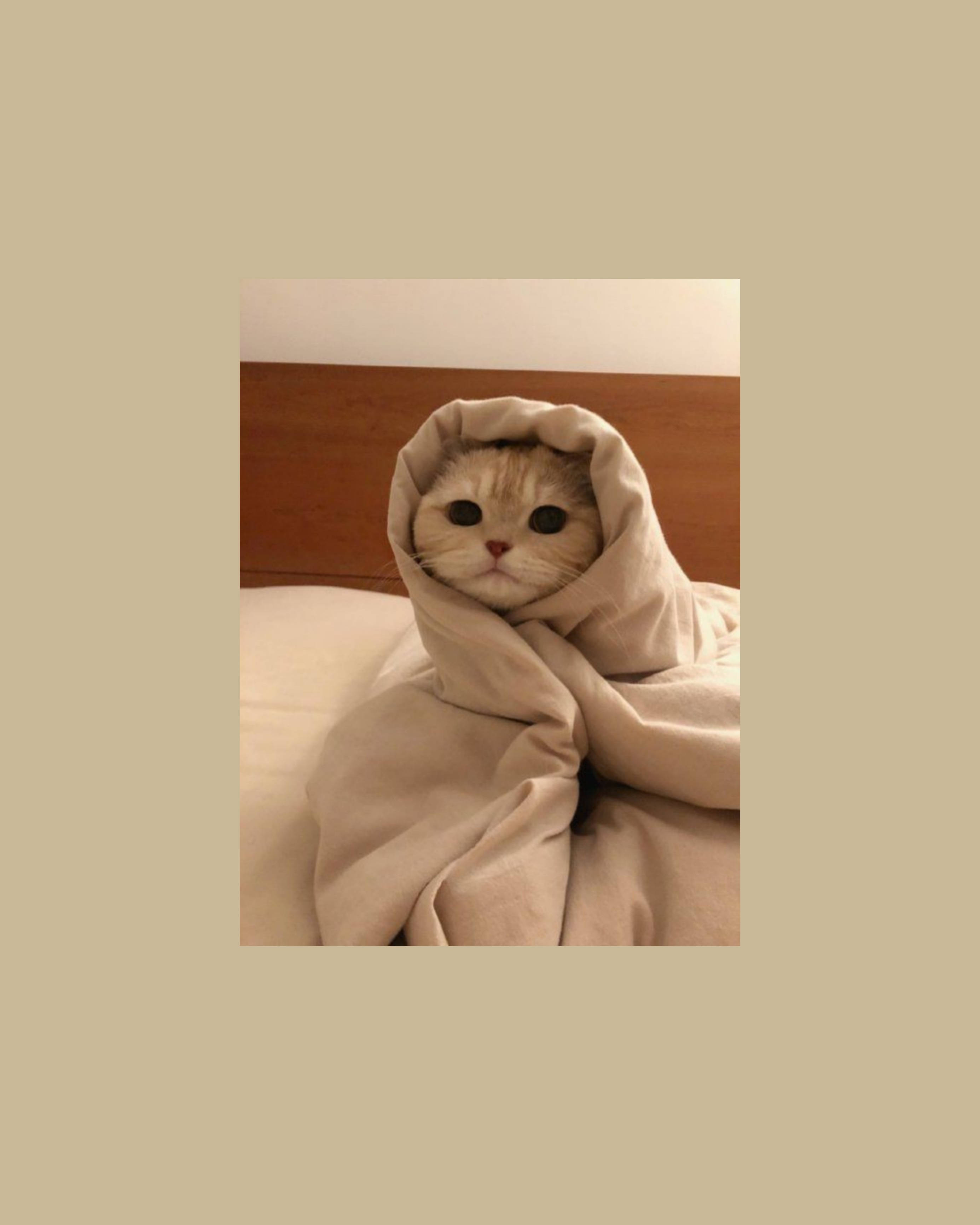 Søt katt estetisk innpakket som en burrito Bakgrunner