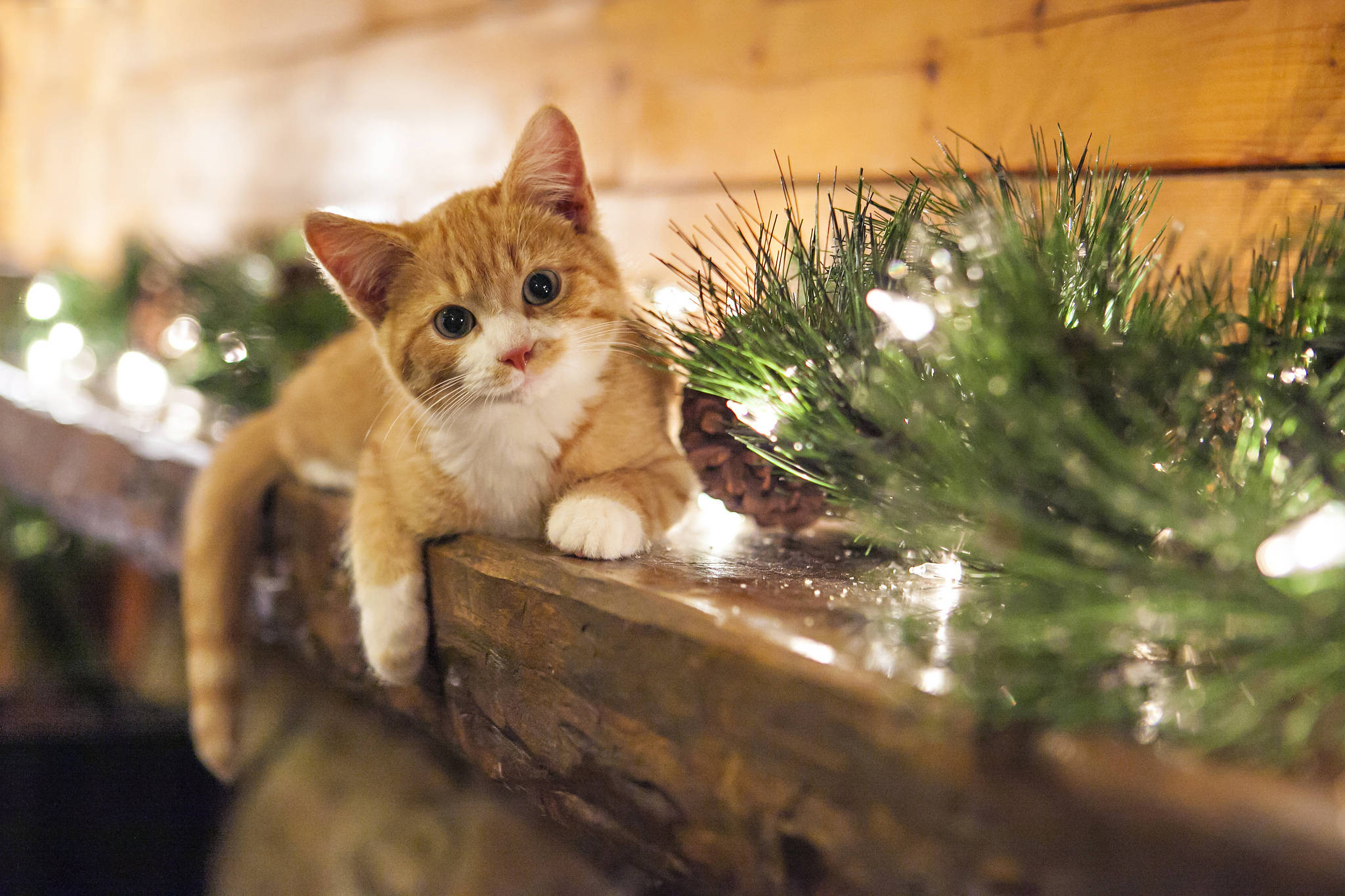 Søt katt med julepynt Bakgrunner