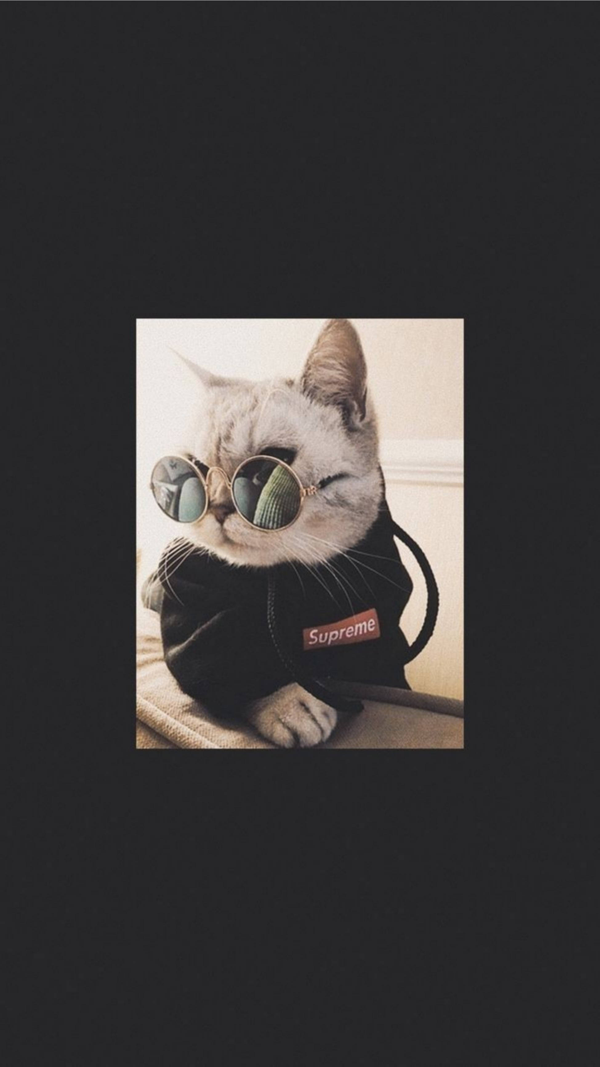Søt katt med kule solbriller Bakgrunner