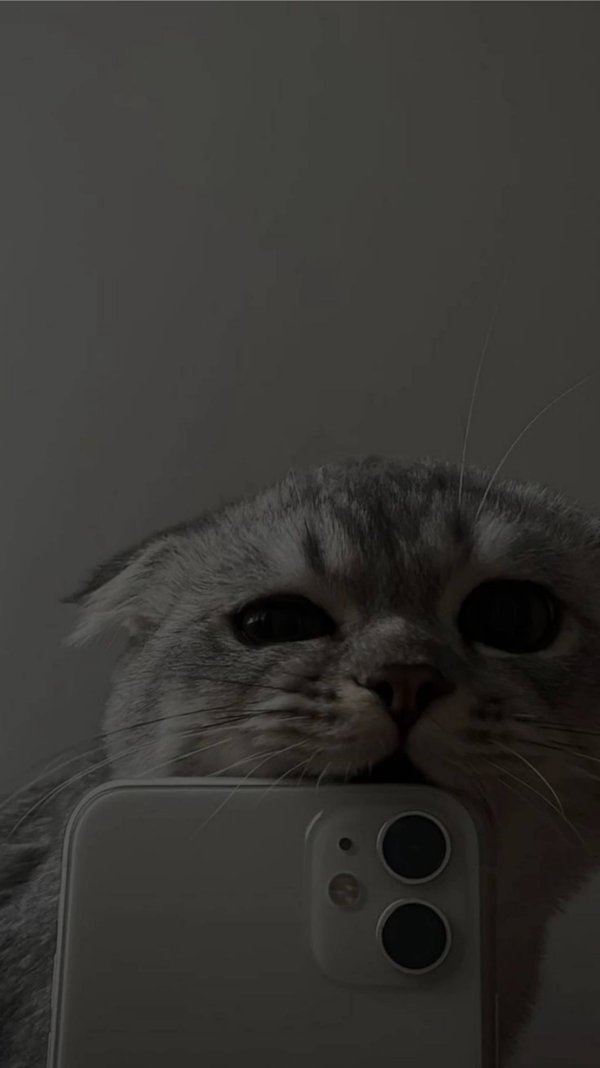 Søt kattestetisk biter iPhone 11 Bakgrunner