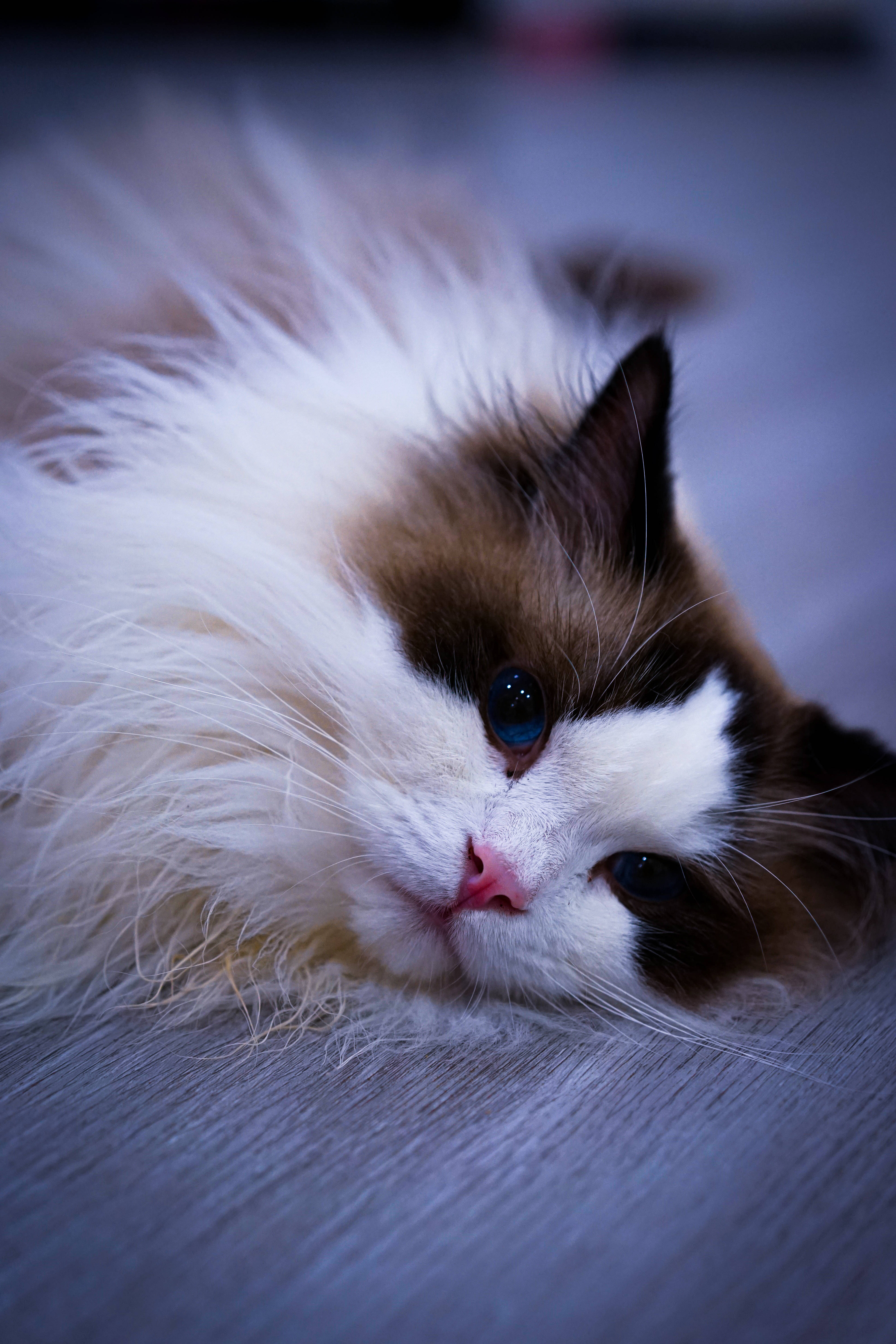 Søt kawaii katt på seng Bakgrunner