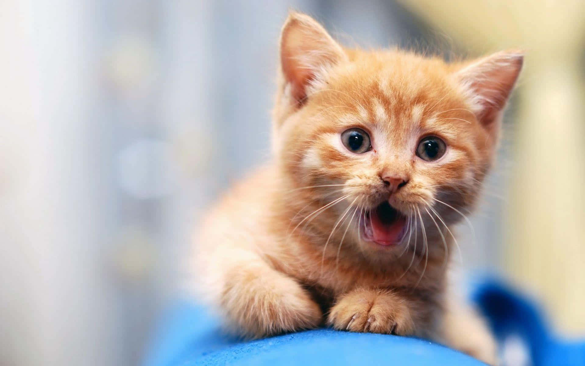 Søt morsom katt som kaster opp med åpen munn reaksjonsbilder Bakgrunner