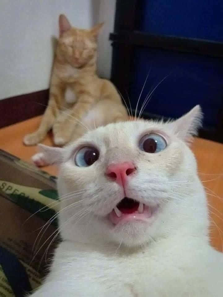 Søt morsom katt med et tullete sjokkert ansikt selfie-bilder Bakgrunner