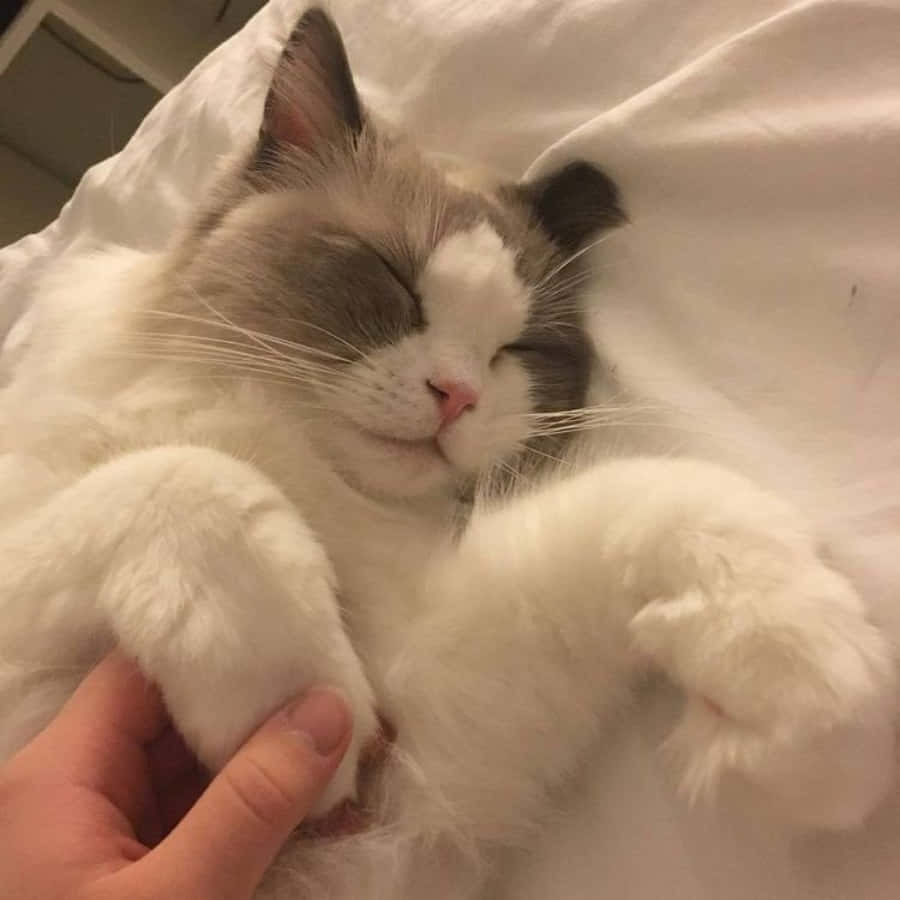 Søt og estetisk katt Bakgrunner