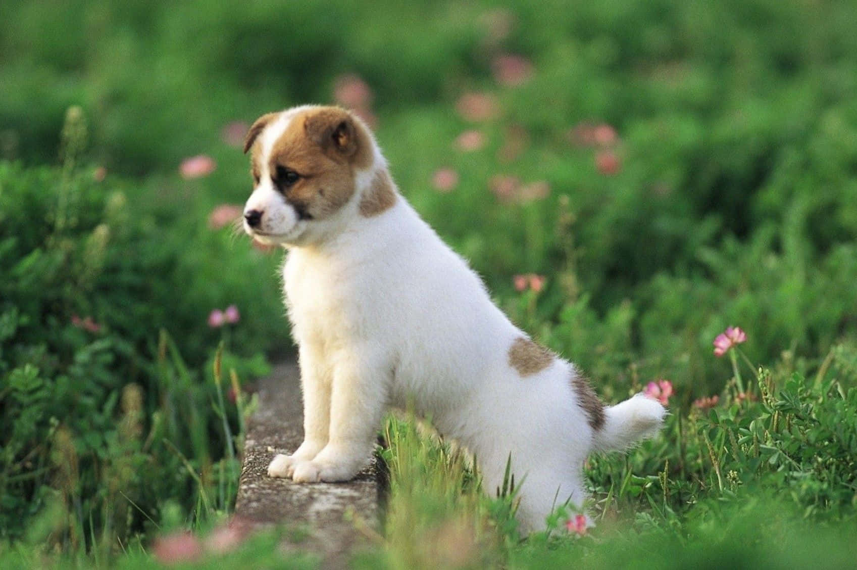Søt og luftig hund som poserer for kameraet Bakgrunner