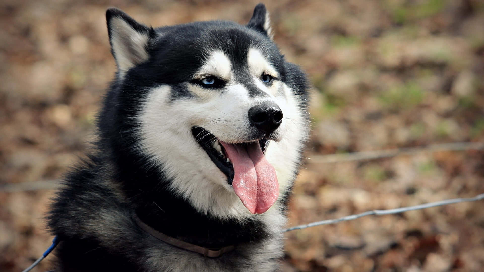Søt og luftig sibirsk husky Bakgrunner