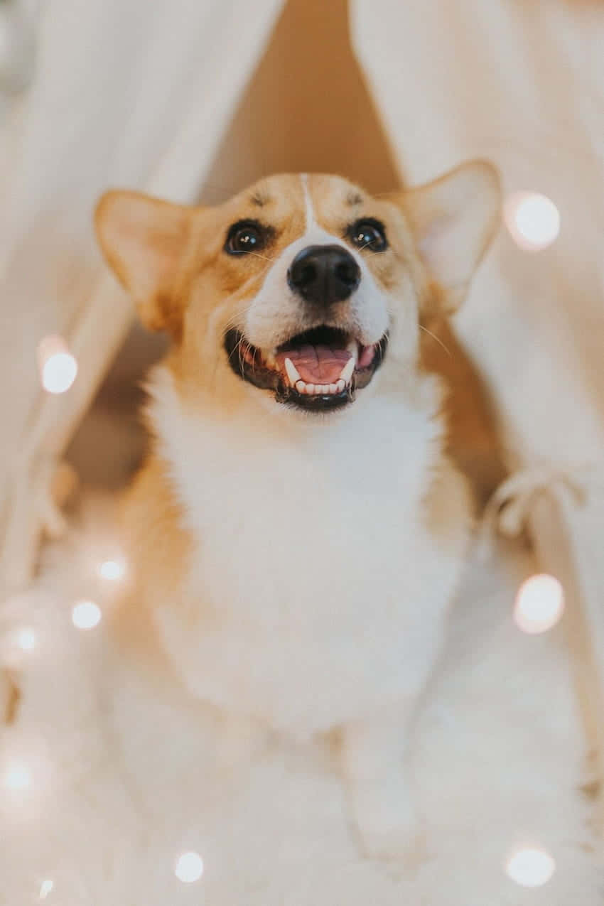 Søt Pembroke Welsh Corgi rase Bakgrunner