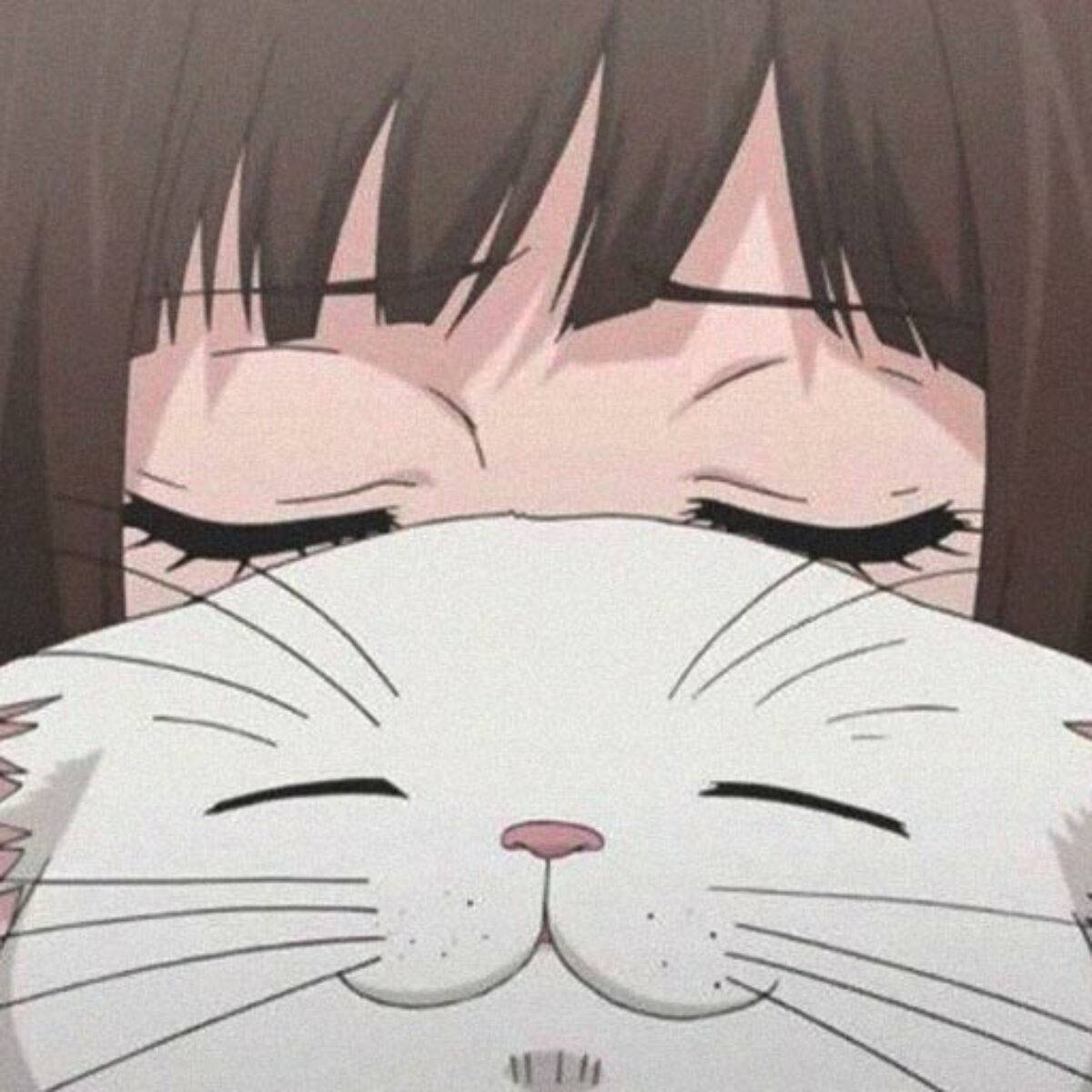 Søt PFP-katt med animejente Bakgrunner