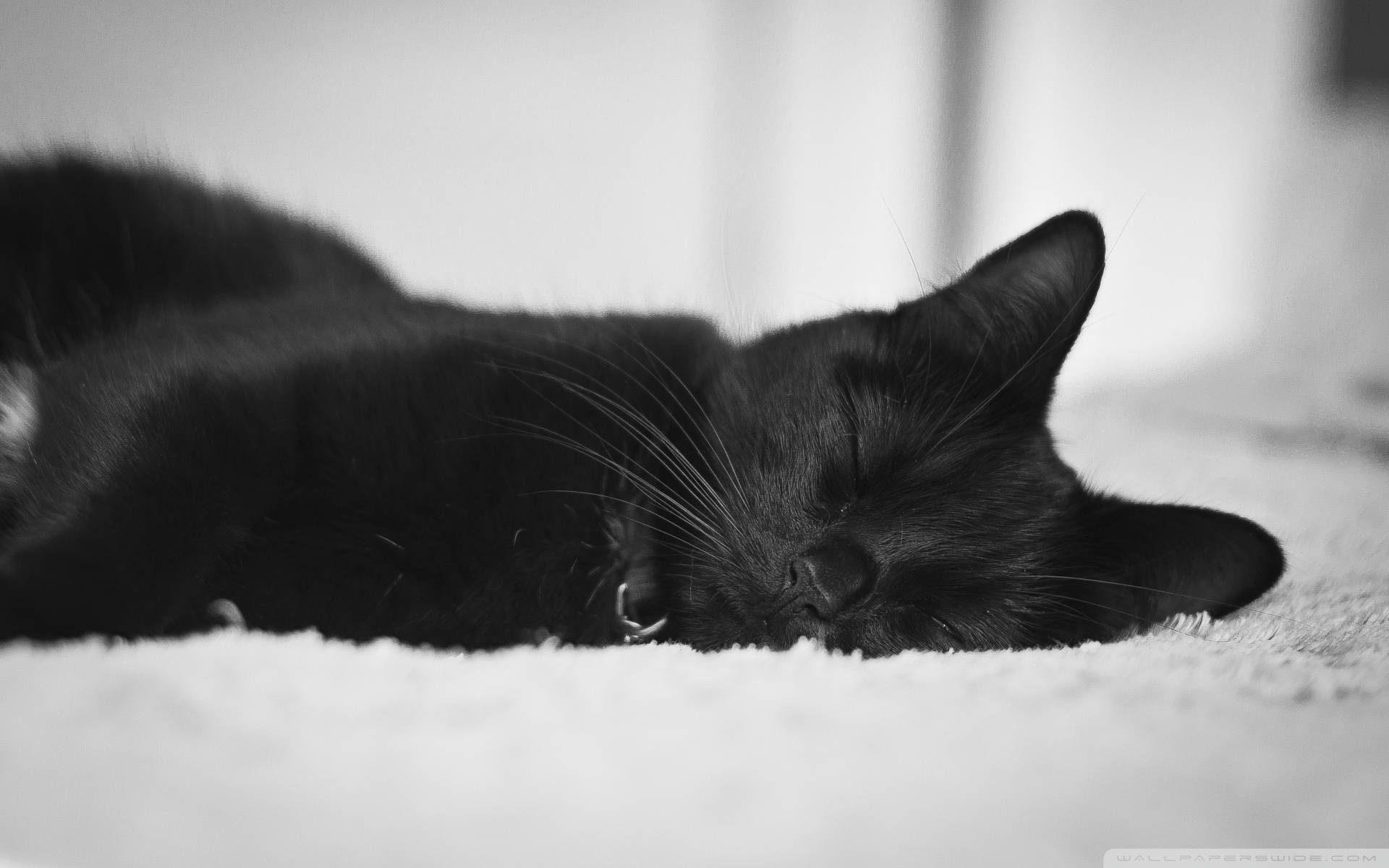 Søt sovende svart katt Bakgrunner