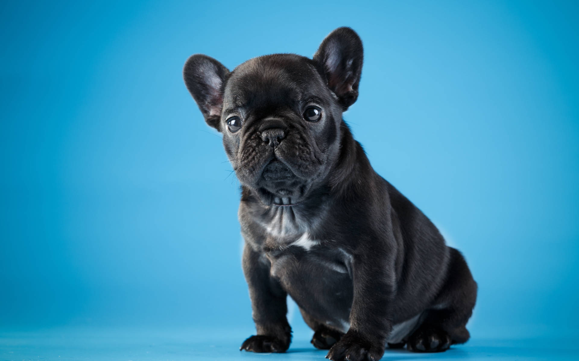 Søt svart bulldogvalp Bakgrunner