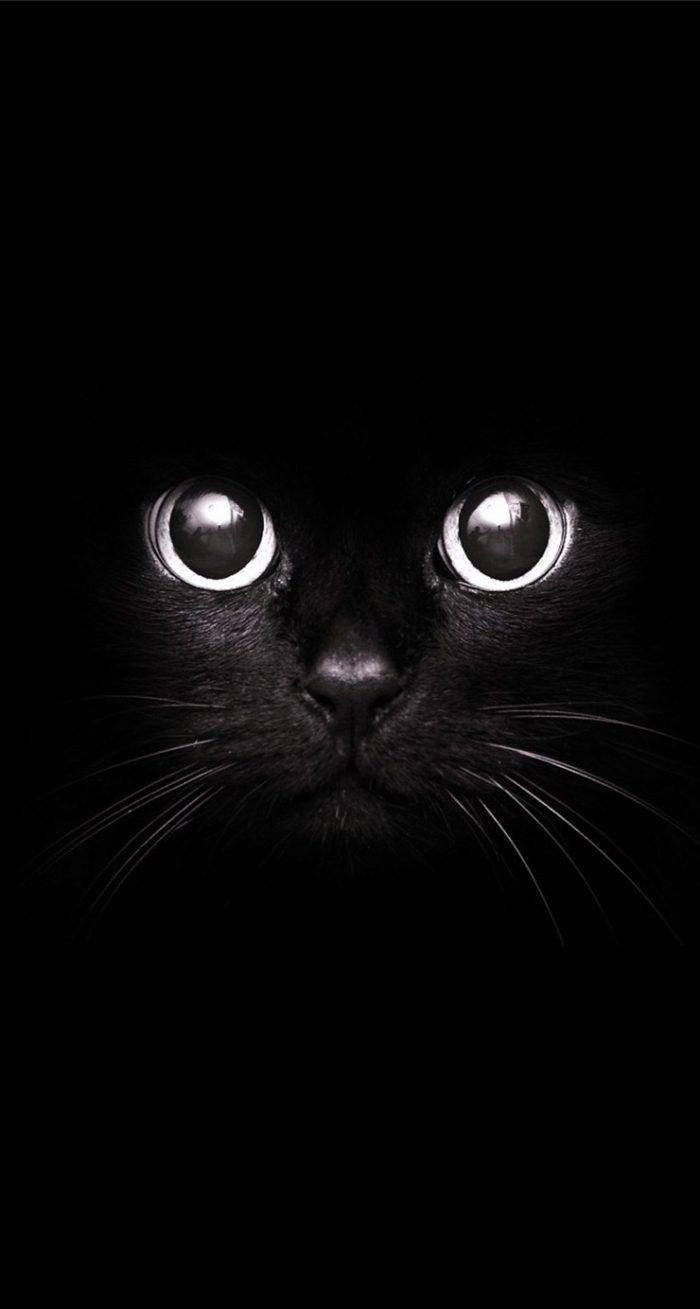 Søt svart-hvitt estetisk svart katt Bakgrunner