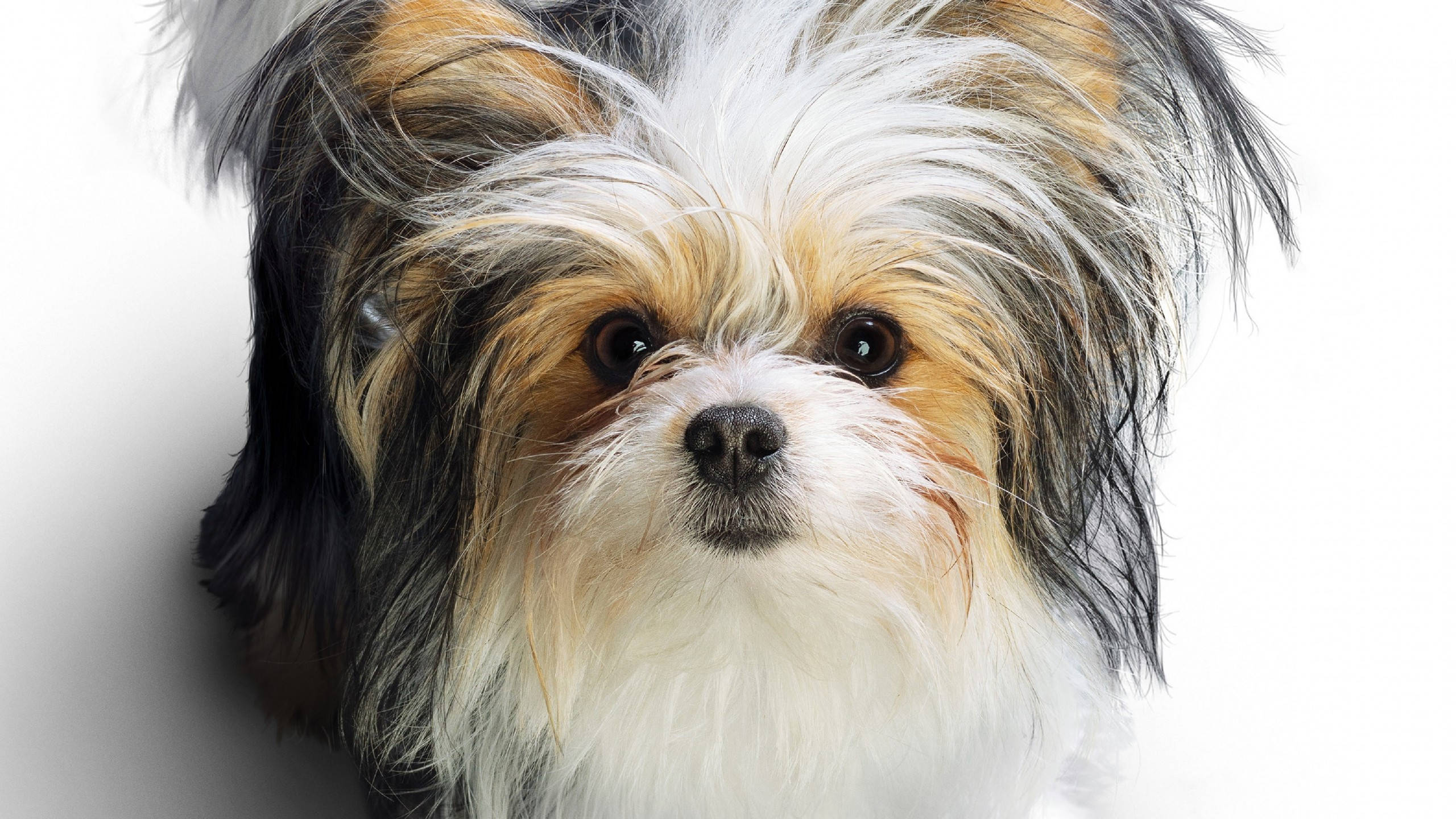 Søt tri-farget terrier Bakgrunner