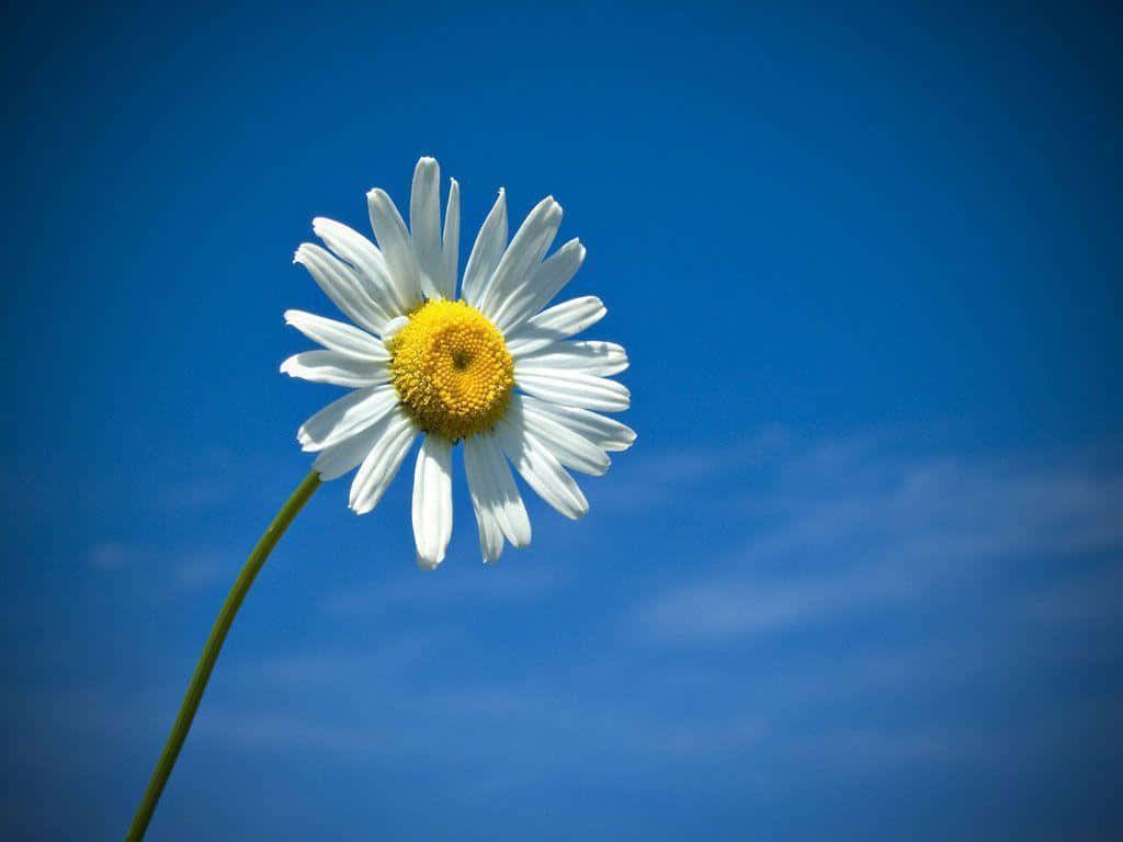 Søt tusenfrydblomst blå himmel vignett Bakgrunner
