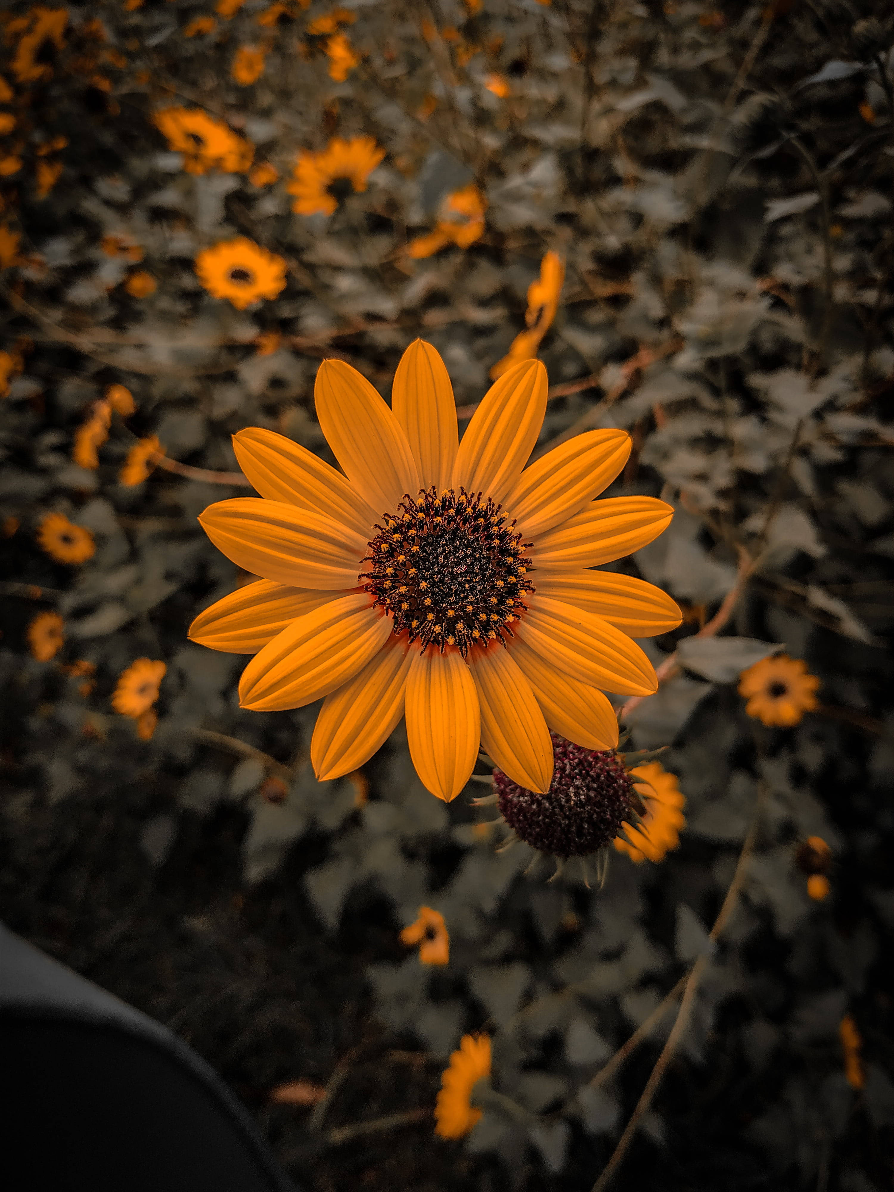 Søt vanlig solsikke iPhone X natur Bakgrunner