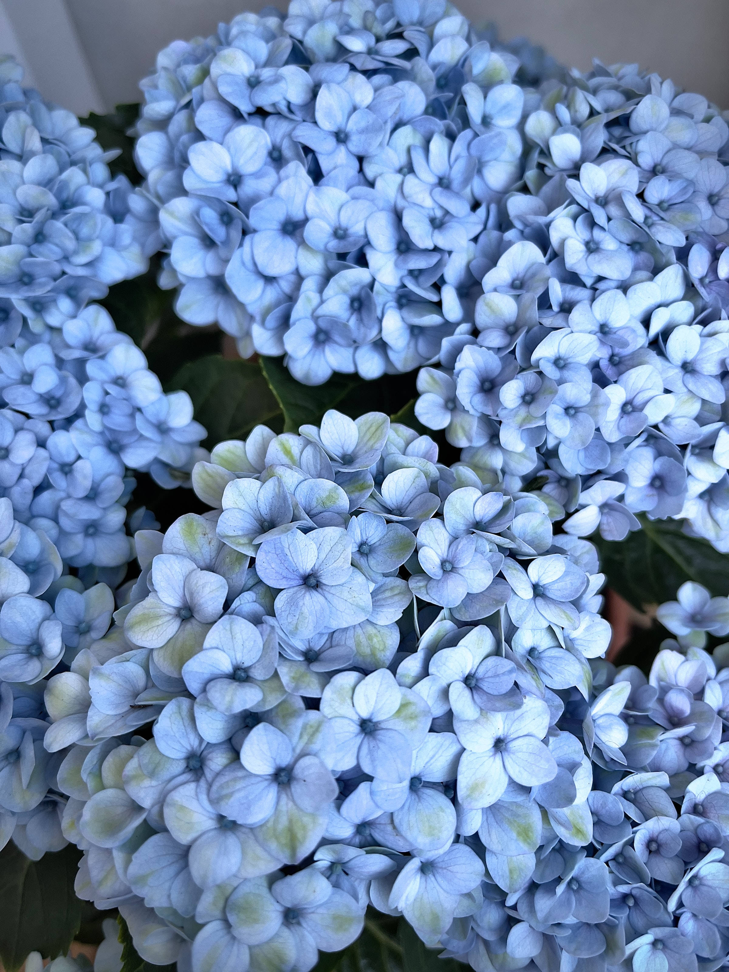 Søte blå estetiske hortensia blomster Bakgrunner