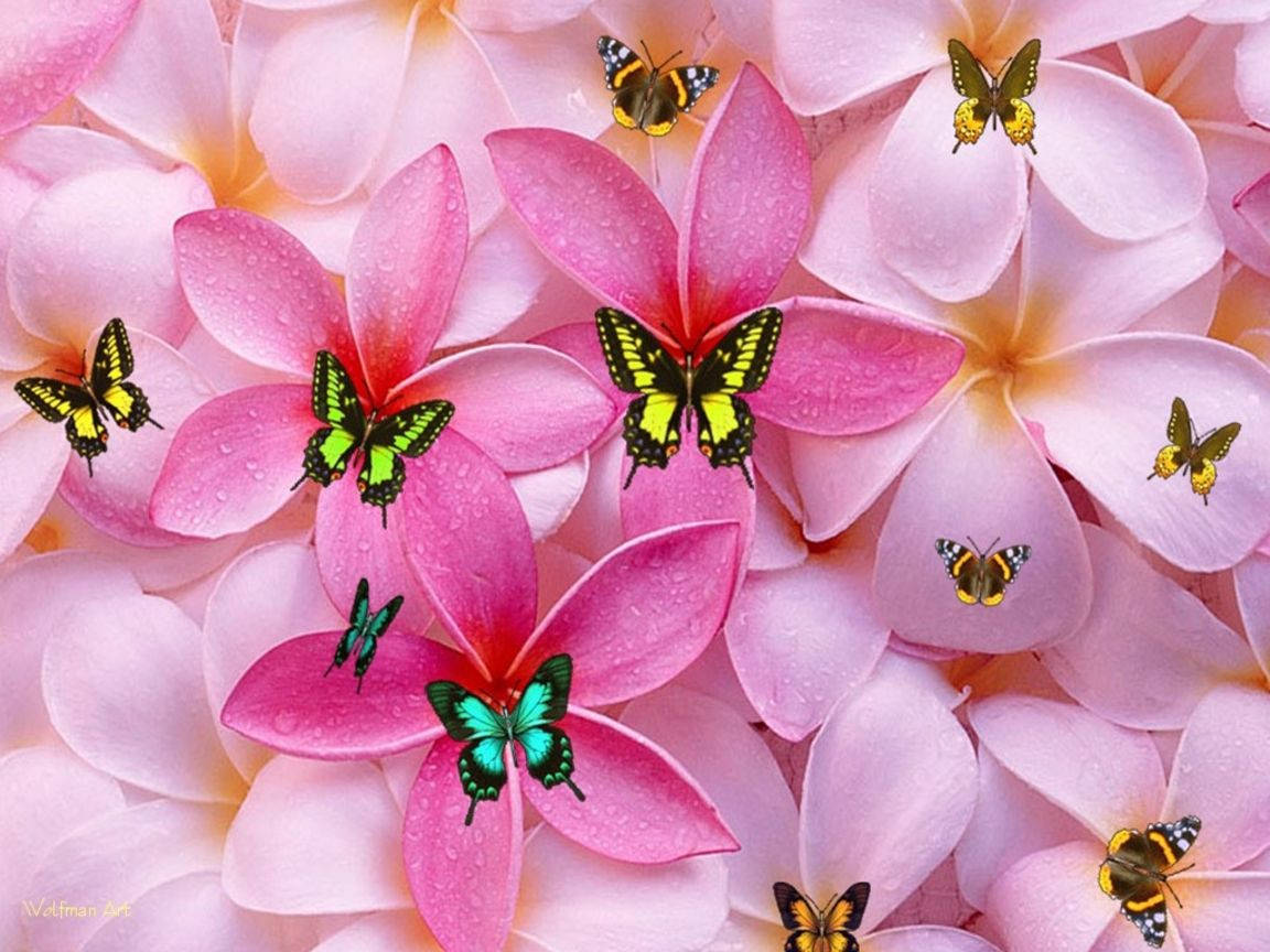 Søte jentete blomster og sommerfugler Bakgrunner