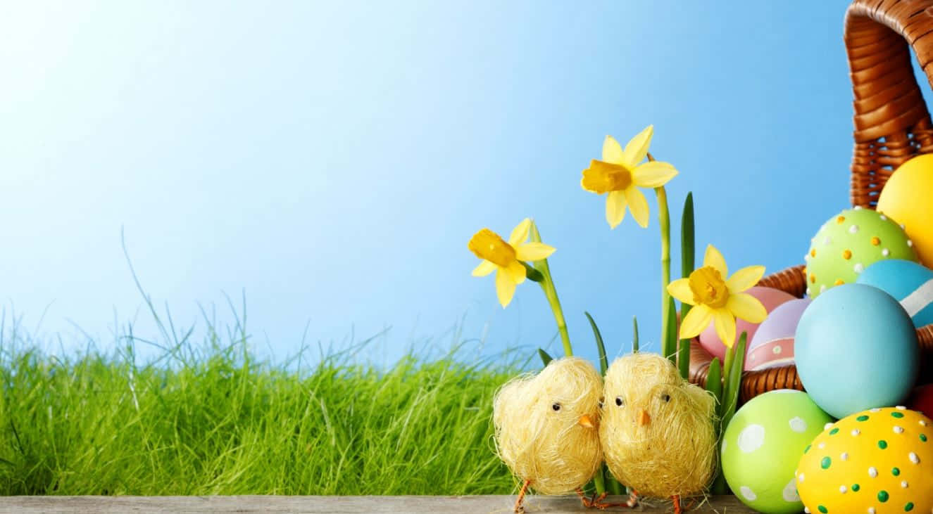 Søte påskekyllinger og egg bakgrunn Bakgrunner