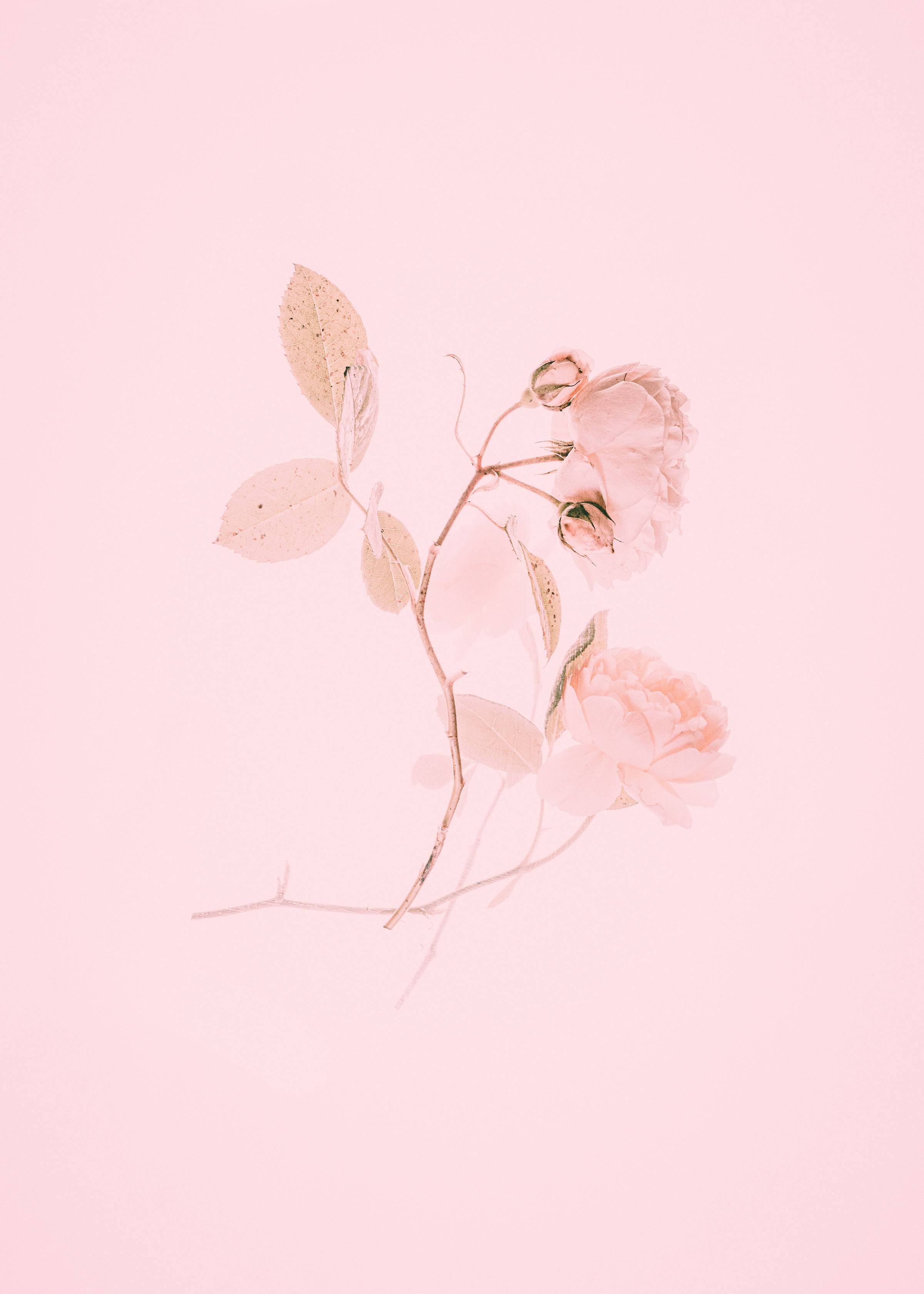 Søte rosa estetiske rosemaleri Bakgrunner