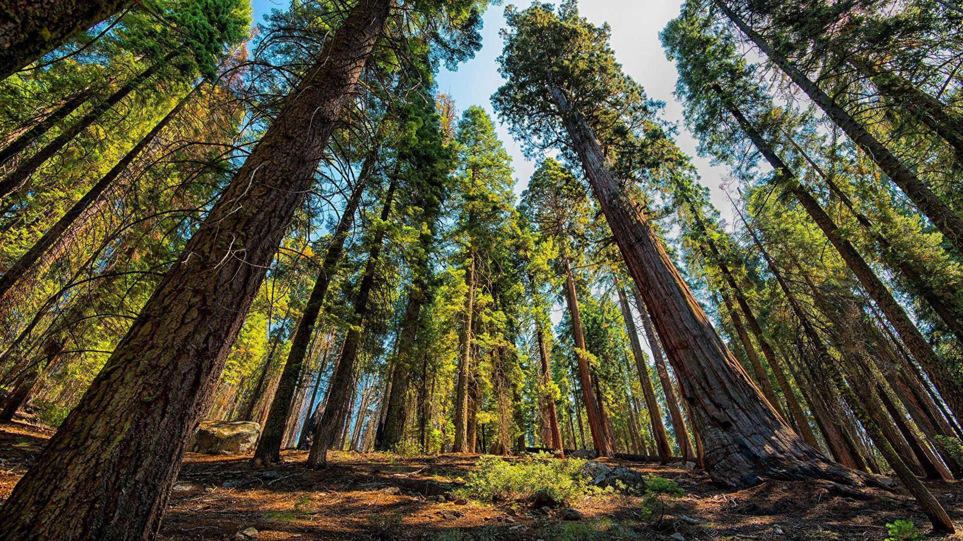 Solbelyst Sequoia nasjonalpark Bakgrunner