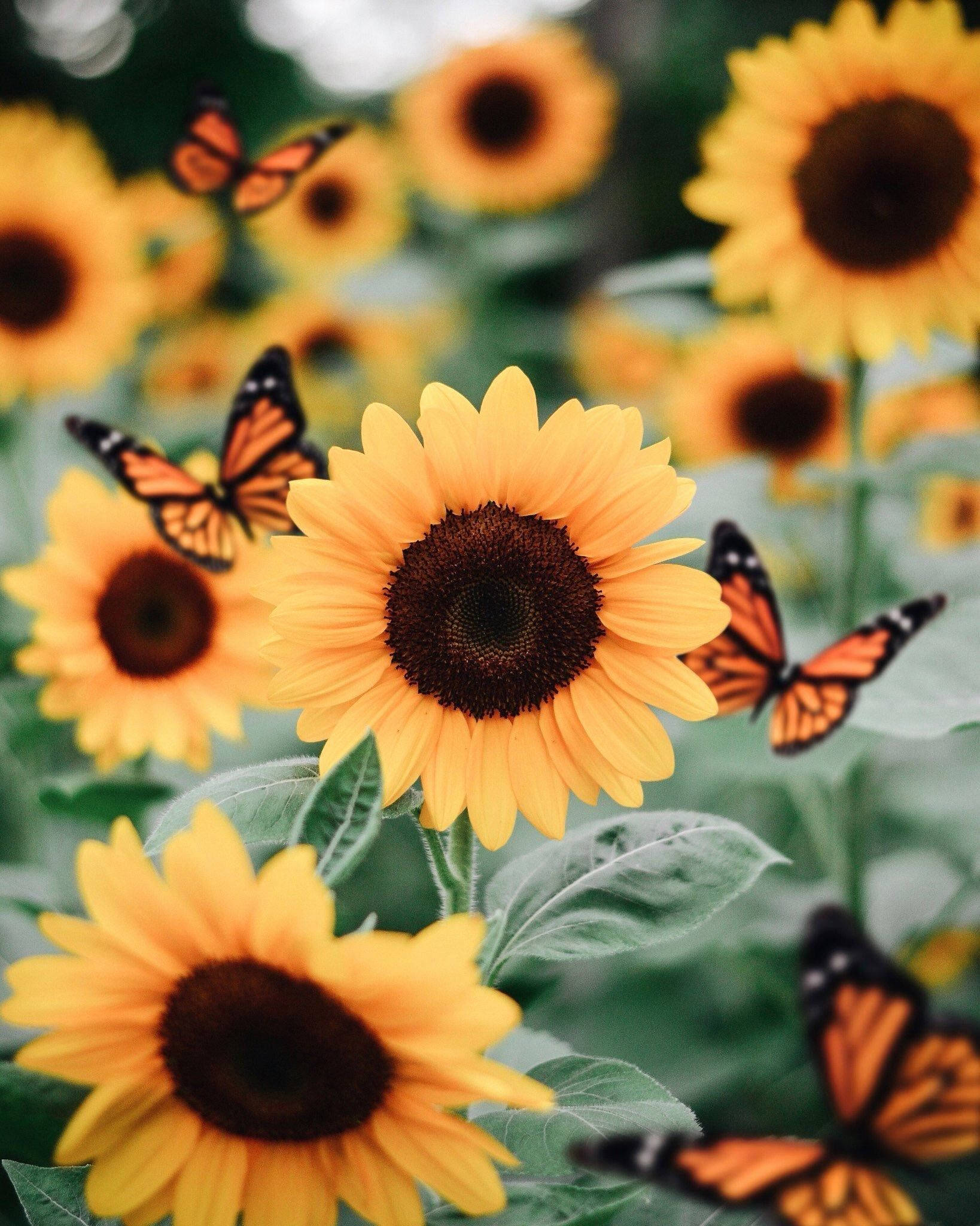 Solblomst og Sommerfugl Estetikk Bakgrunner