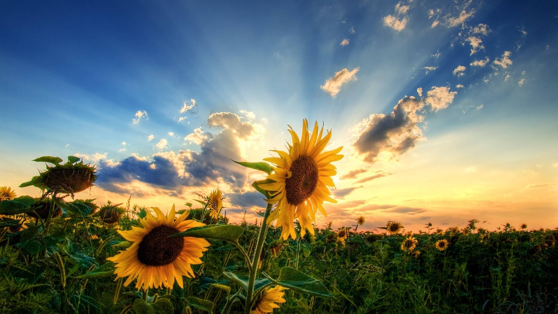 Solnedgang for Blumen Display Bakgrunner
