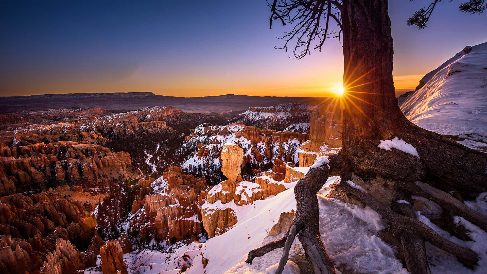 Solnedgang over Bryce Canyon nasjonalpark gjennom et tre Bakgrunner