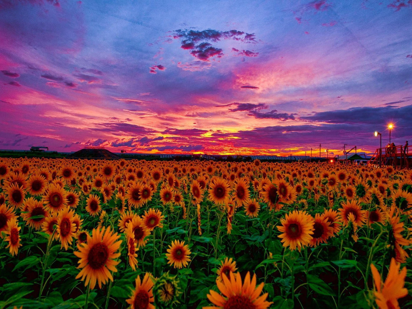 Solnedgang over solsikkefelt Bakgrunner