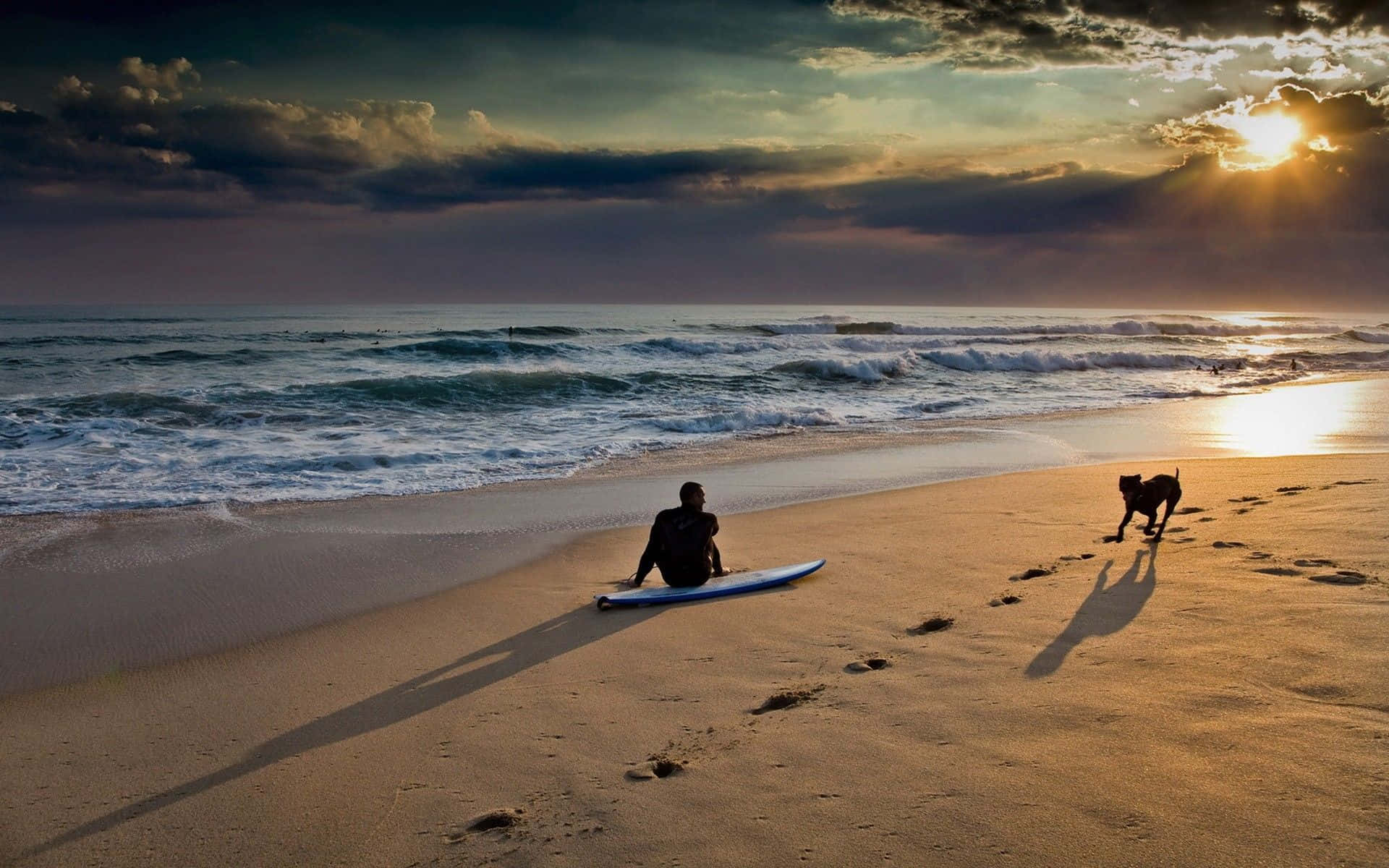 Solnedgangsstrand Surfer Hund Bilde Bakgrunner