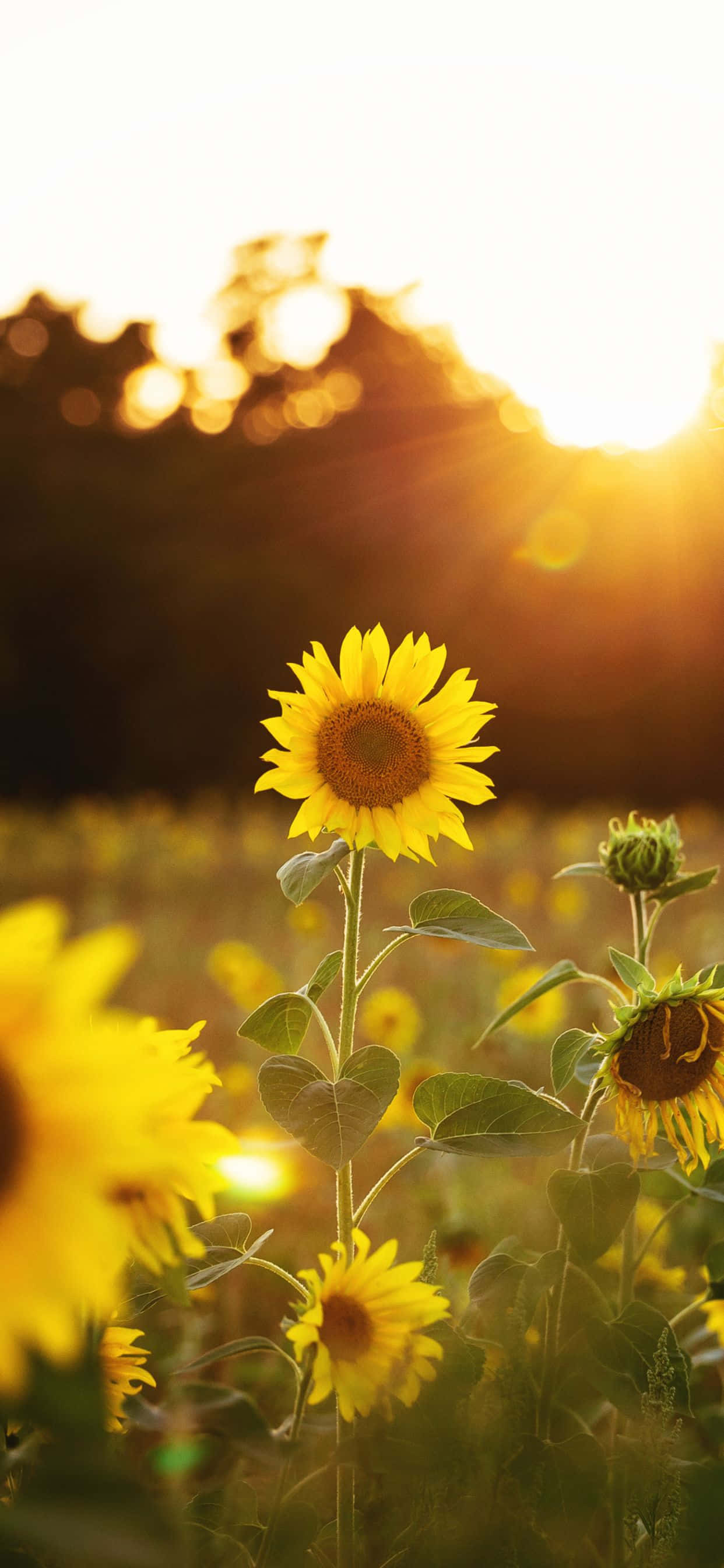 Solrik Fremvisning Av Gledelige Solsikkeblomster Bakgrunner