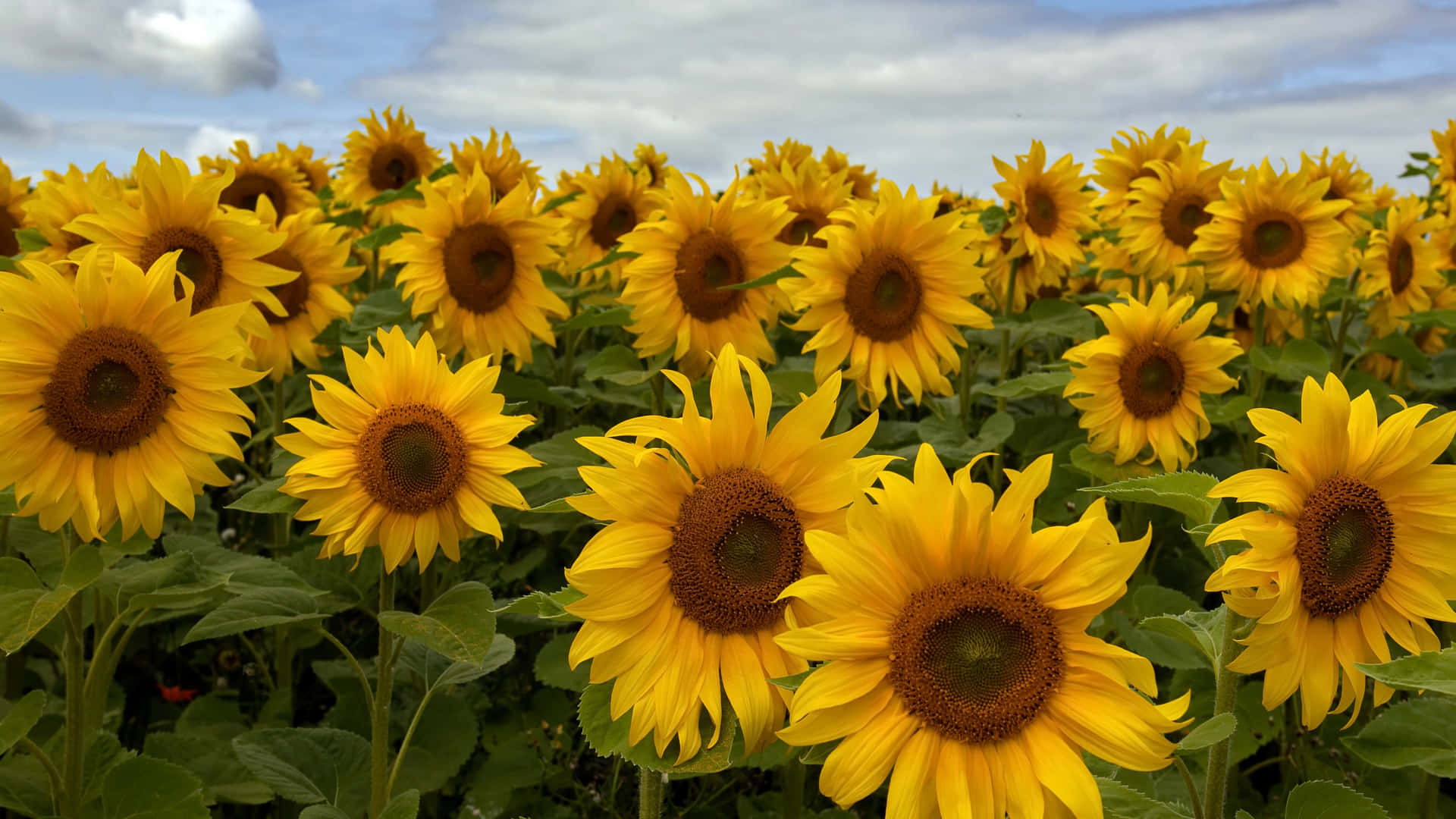 4K blomsterbakgrunn