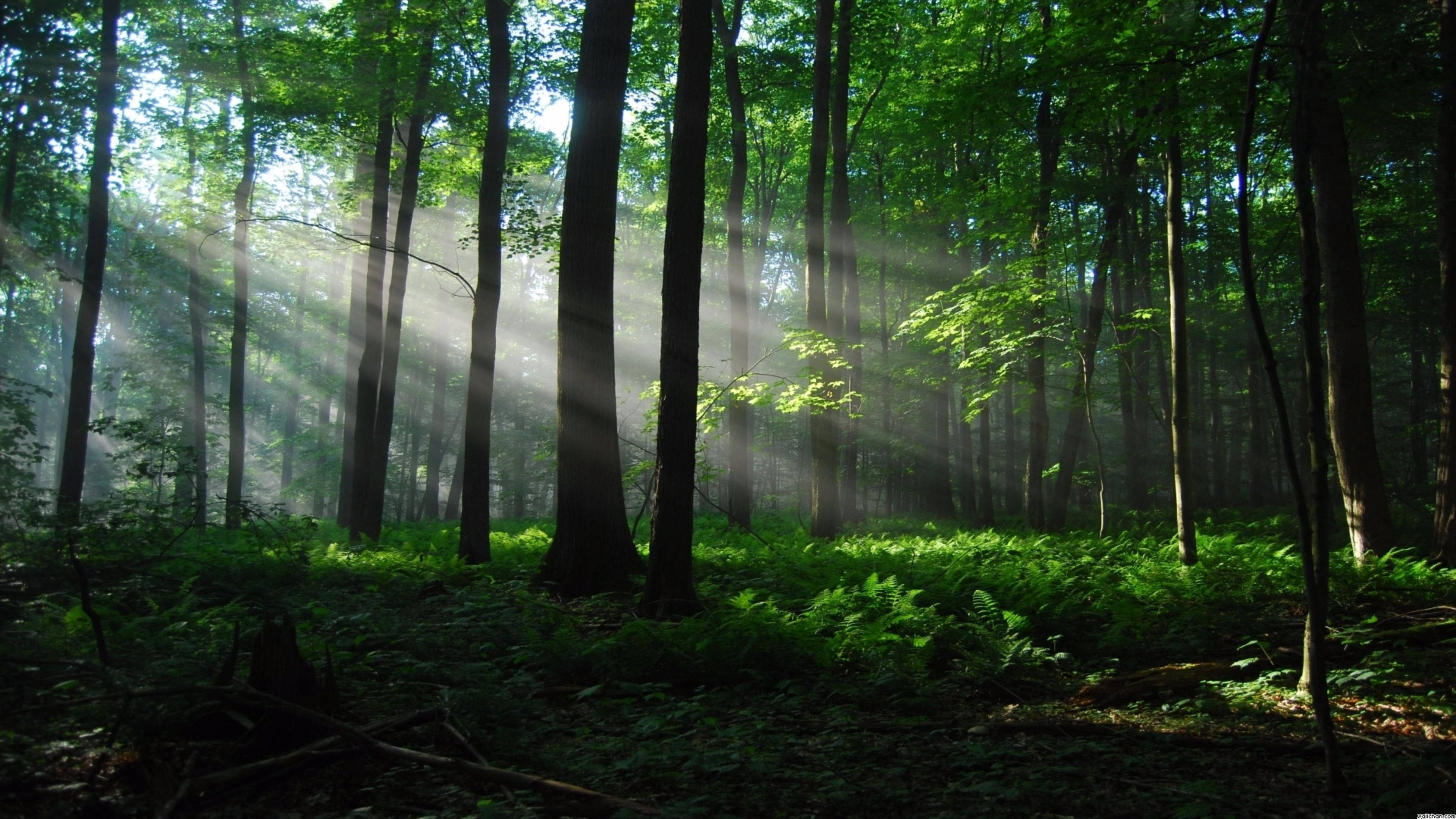 Solskinn gjennom skogen Bakgrunner