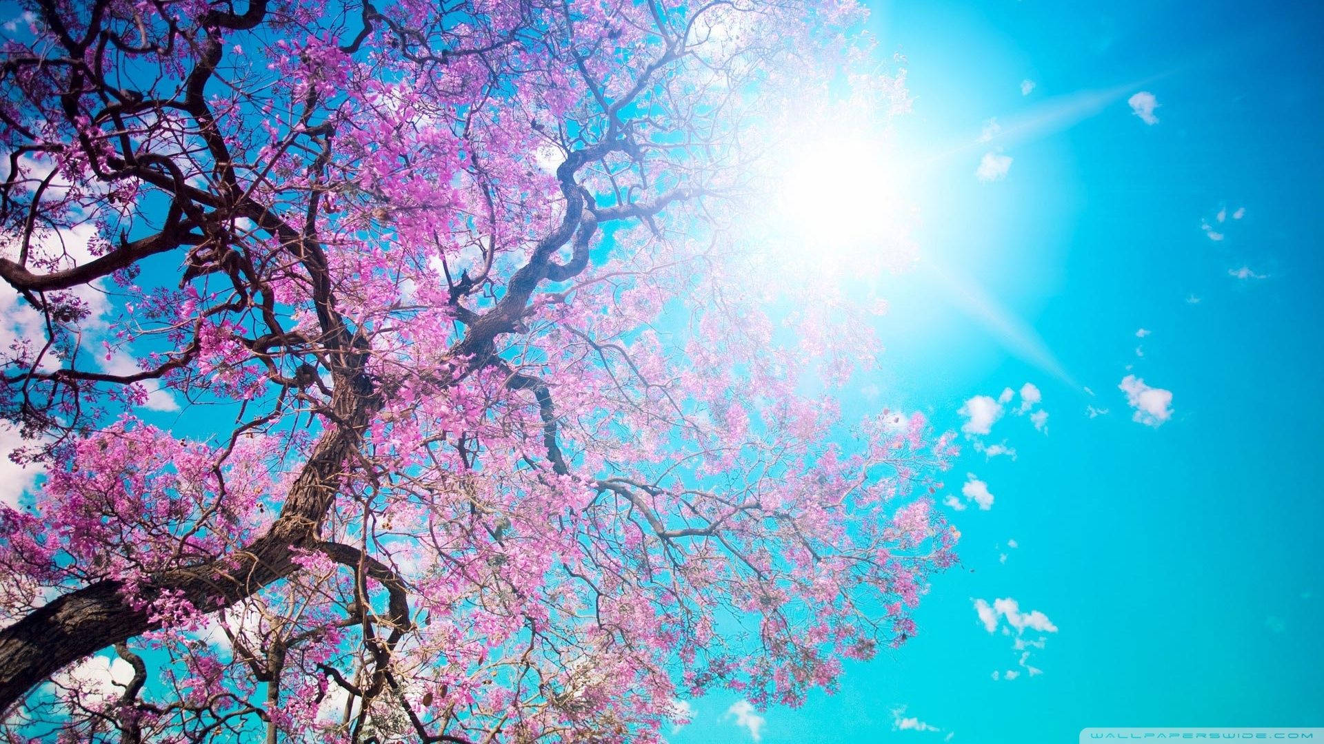 Solskinn Kirsebærblomst Bakgrunner