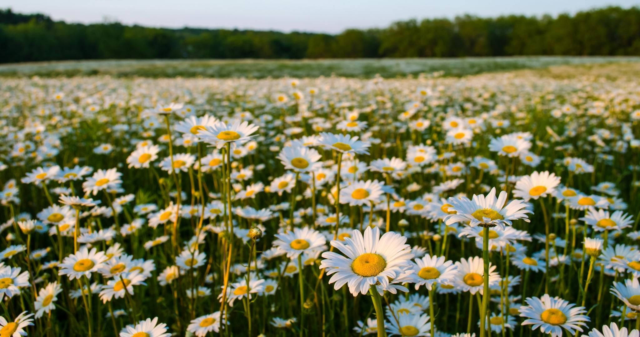 Sommer tusenfryd blomstereng Bakgrunner