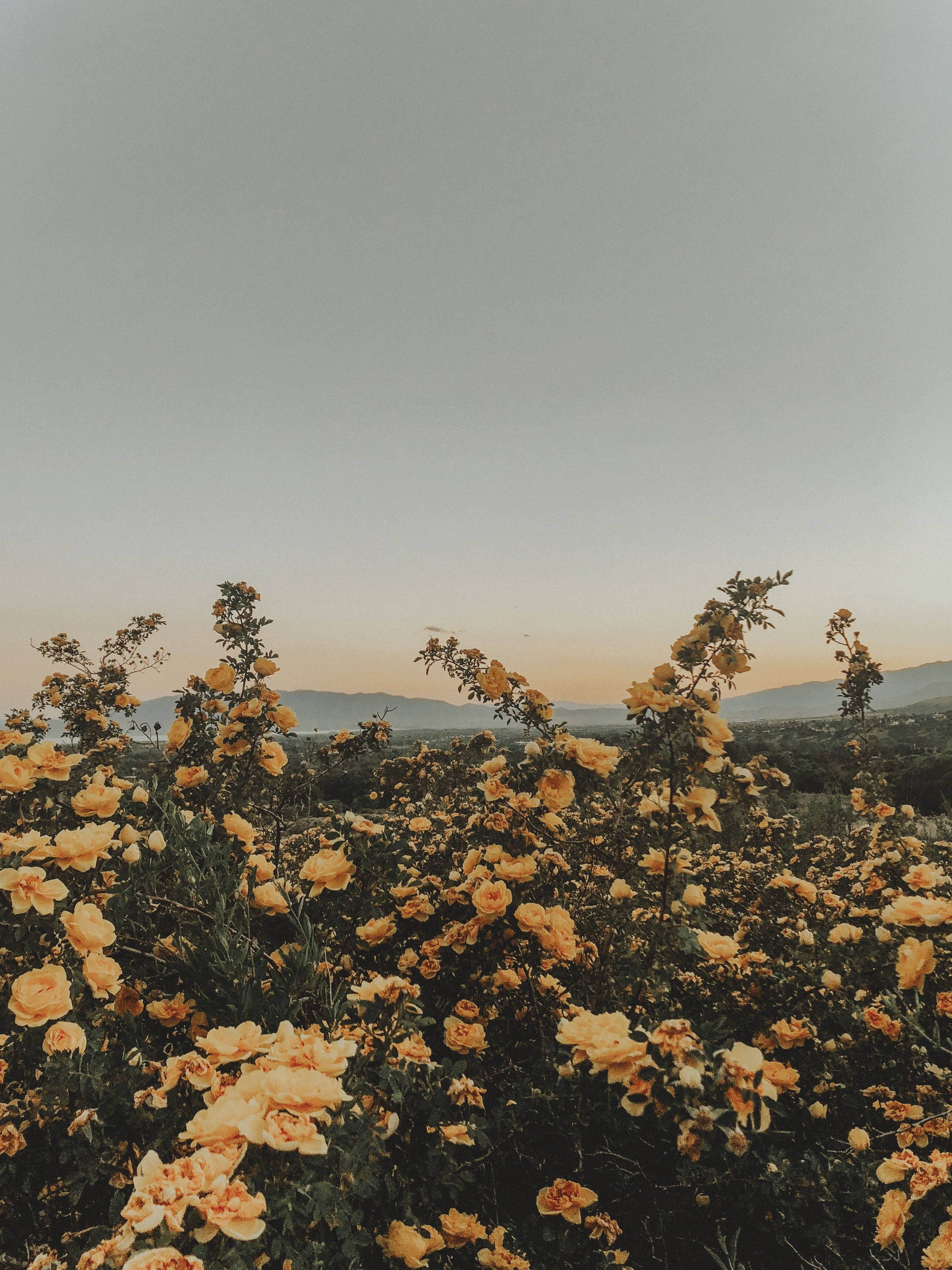 Sommerestetikk gule blomster Bakgrunner
