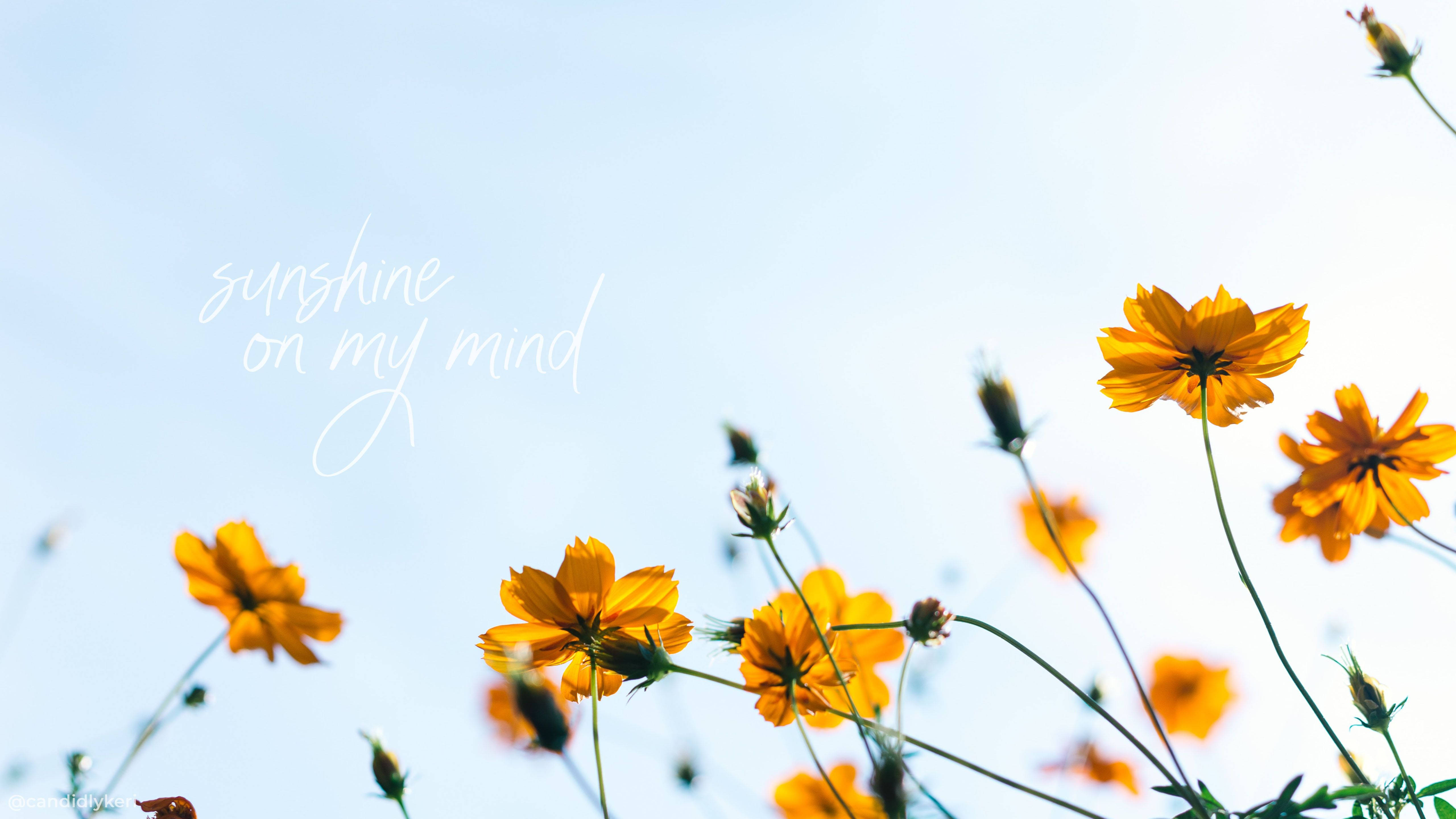 Sommerestetikk solskinn blomstersitat Bakgrunner
