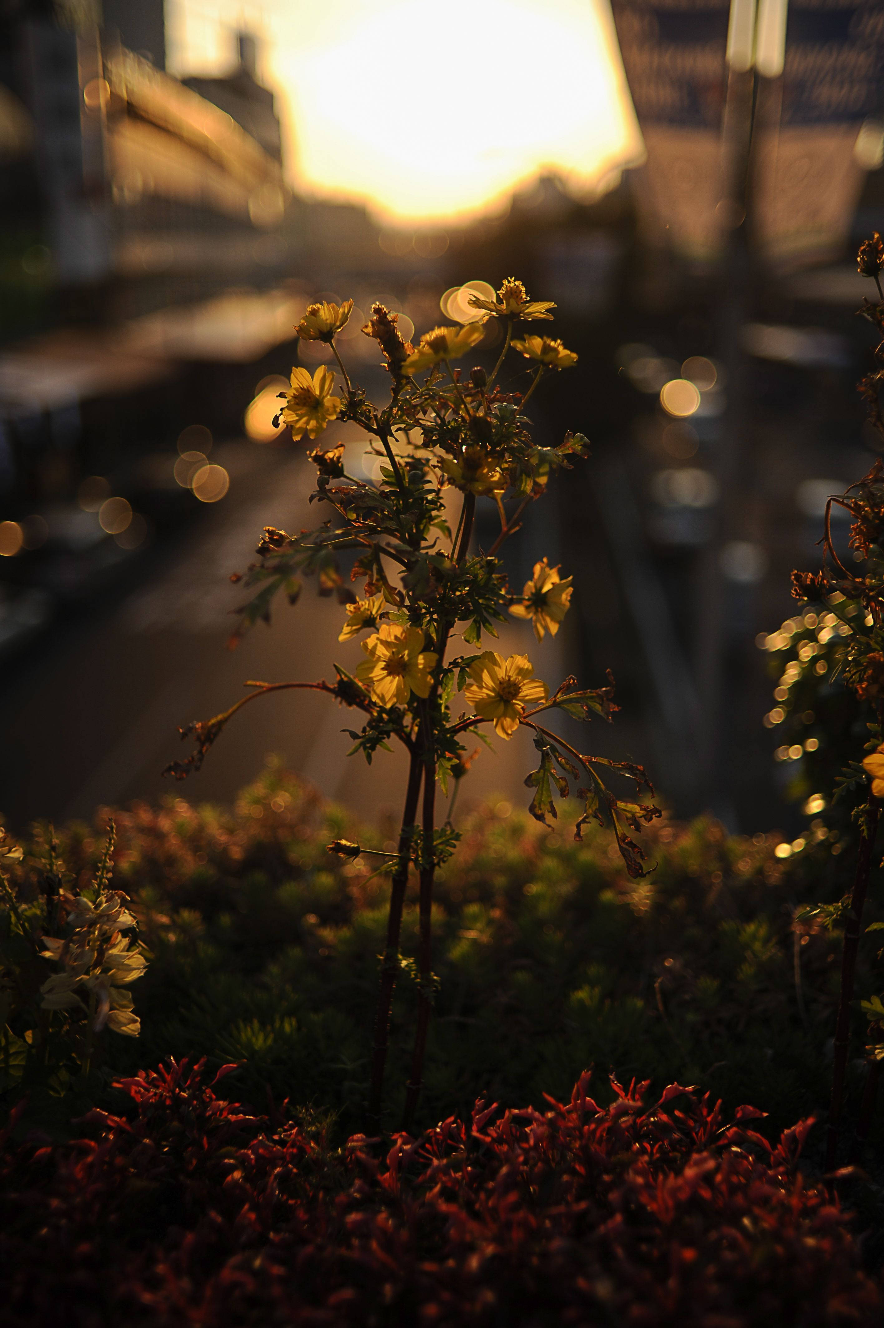 Sommerestetisk blomsterfokusert bilde Bakgrunner
