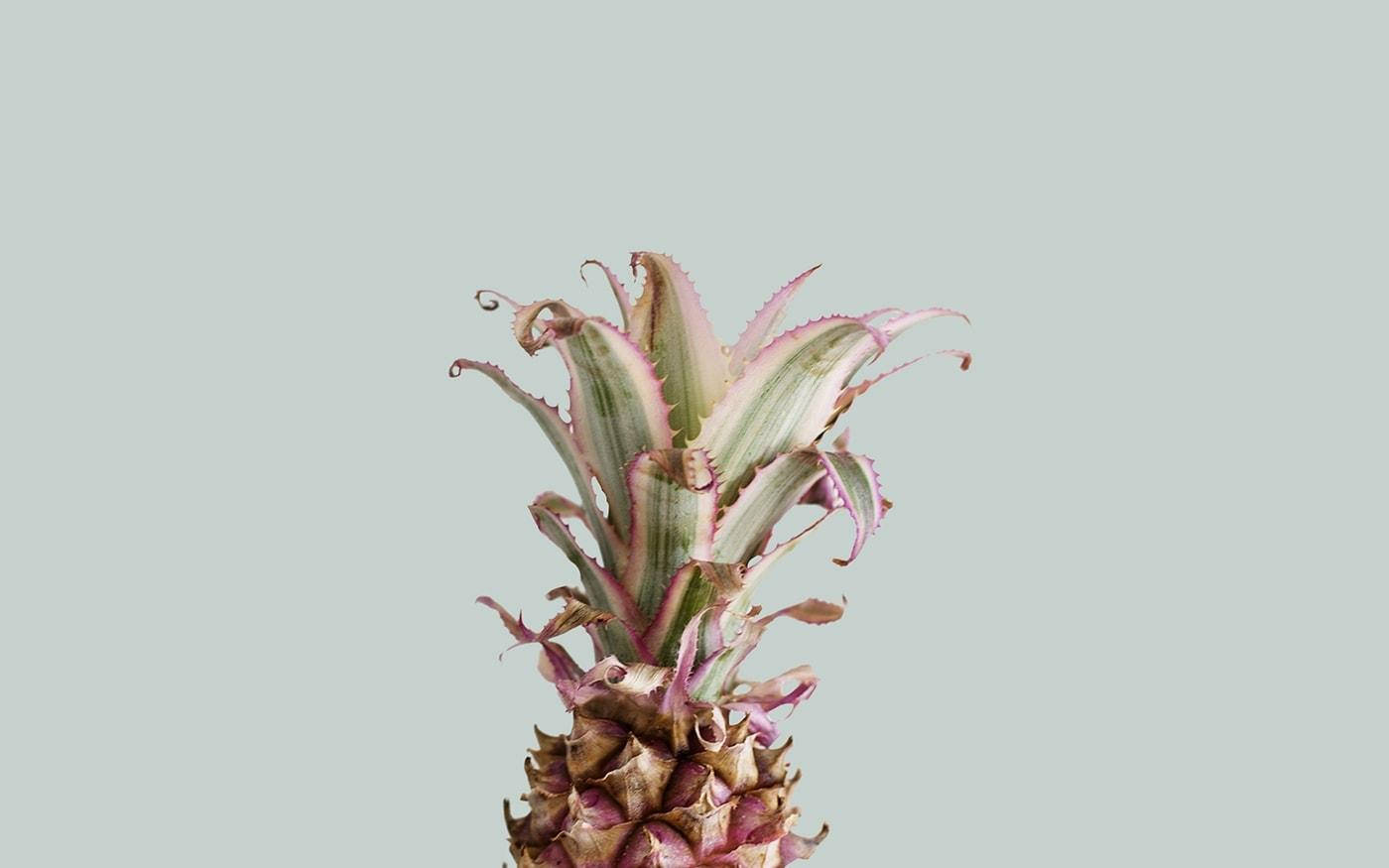 Sommerestetisk rosa ananas Bakgrunner