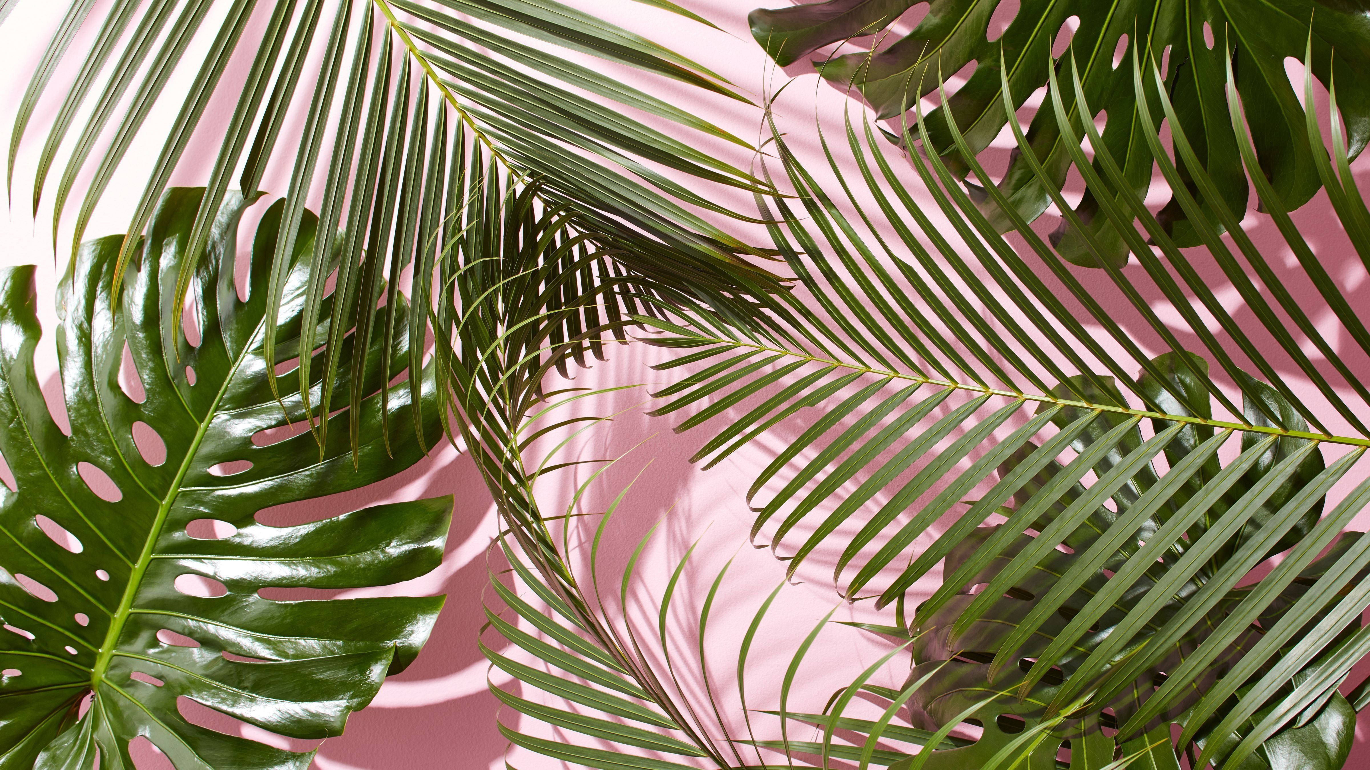 Sommerestetiske palmeblader i rosa Bakgrunner