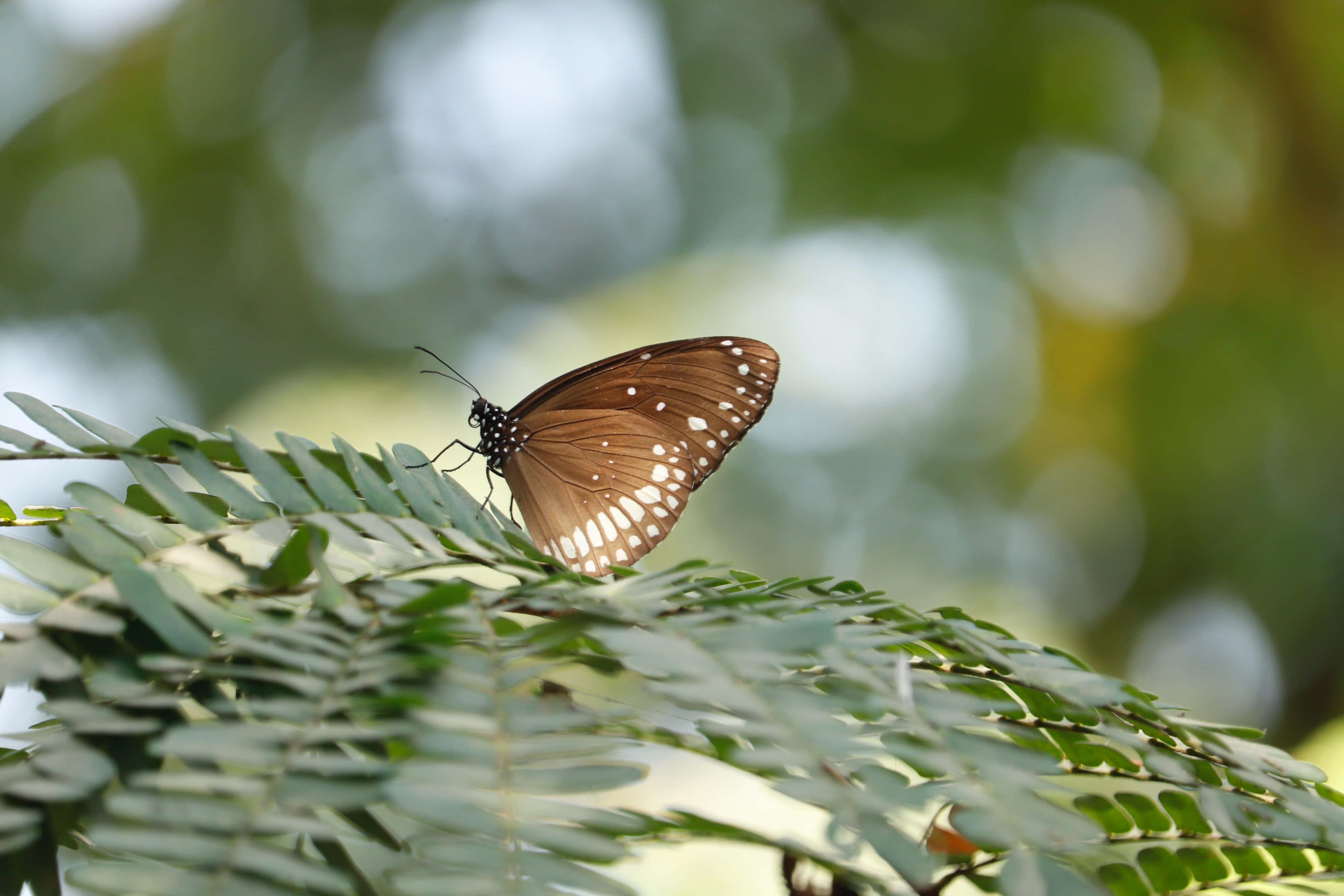 Sommerfugl Estetiske Bilder Bakgrunner