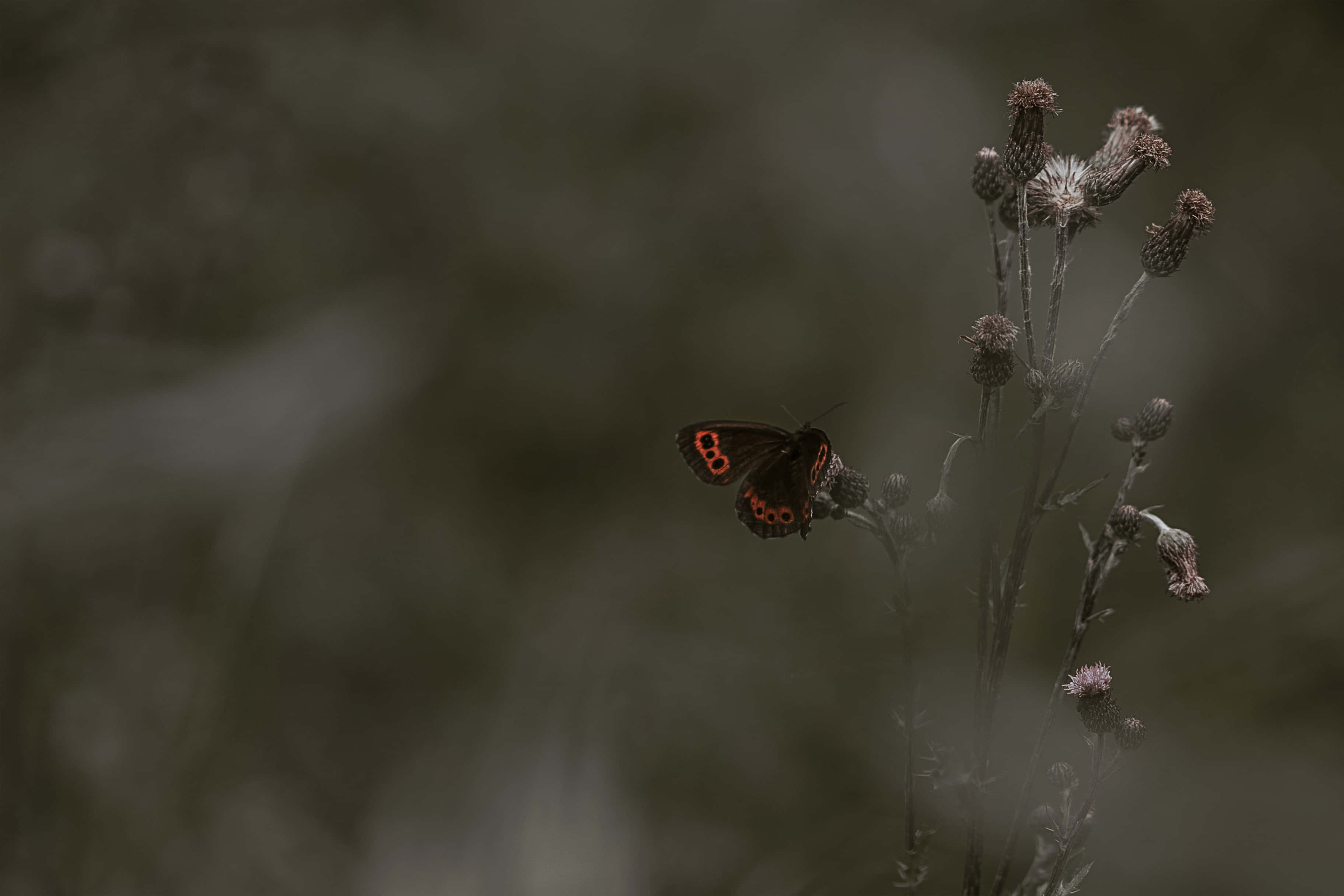 Sommerfugl-estetiske bilder Bakgrunner