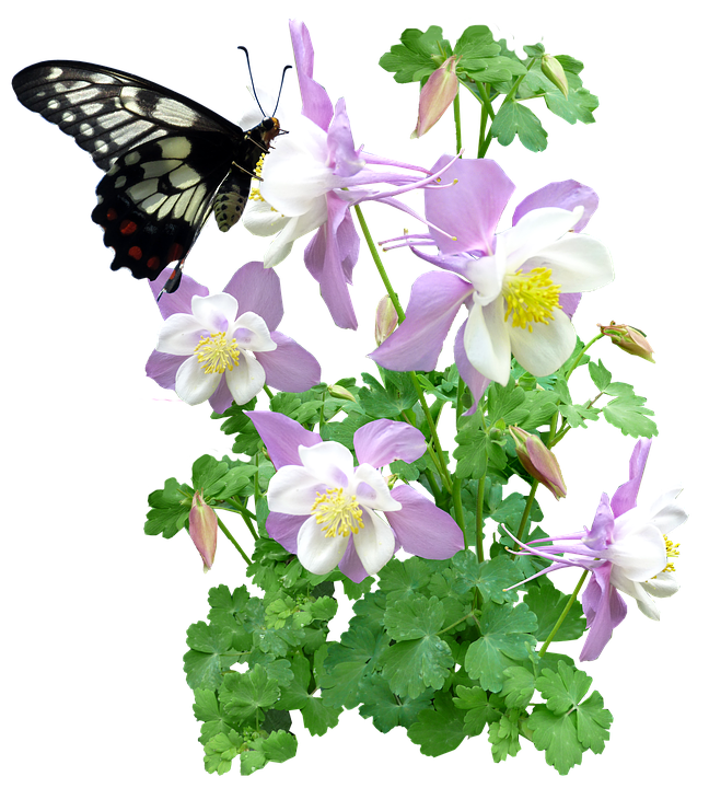 Sommerfugl på akkeleiblomster Bakgrunner