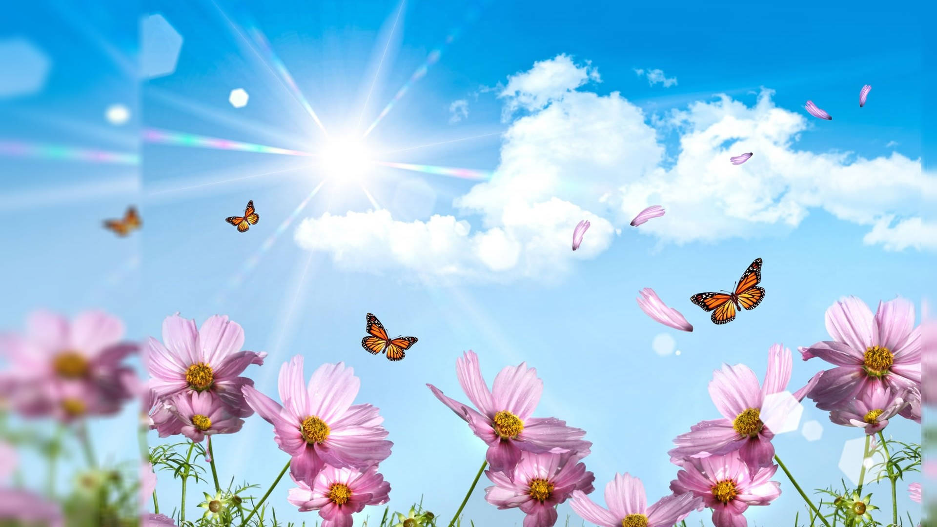 Vår Sommer Sommerfugler Skrivebord — Sommerfugl estetisk GIF Bakgrunner