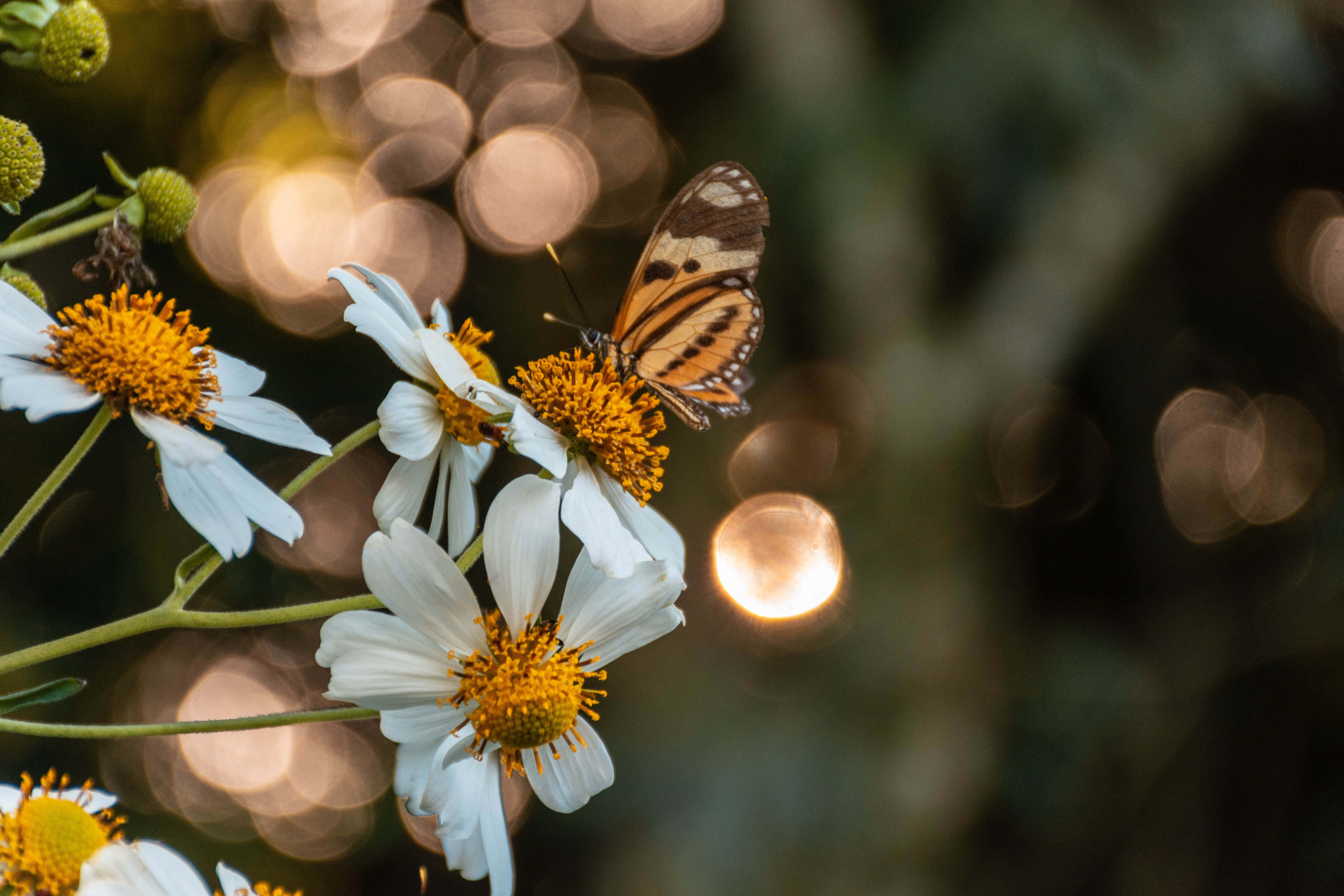 Sommerfuglestetikk bilder Bakgrunner