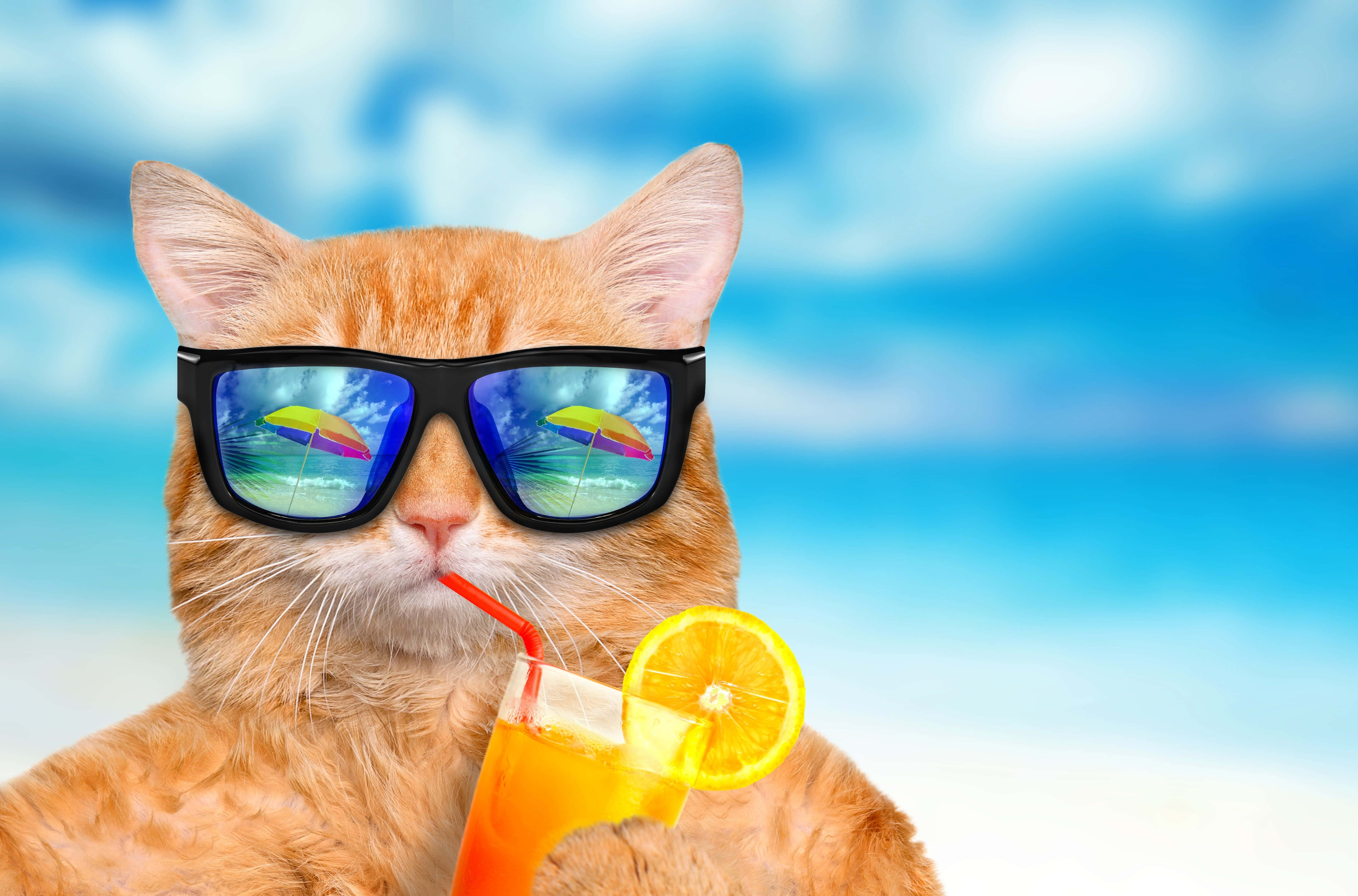 Sommerglede katt med drink Bakgrunner