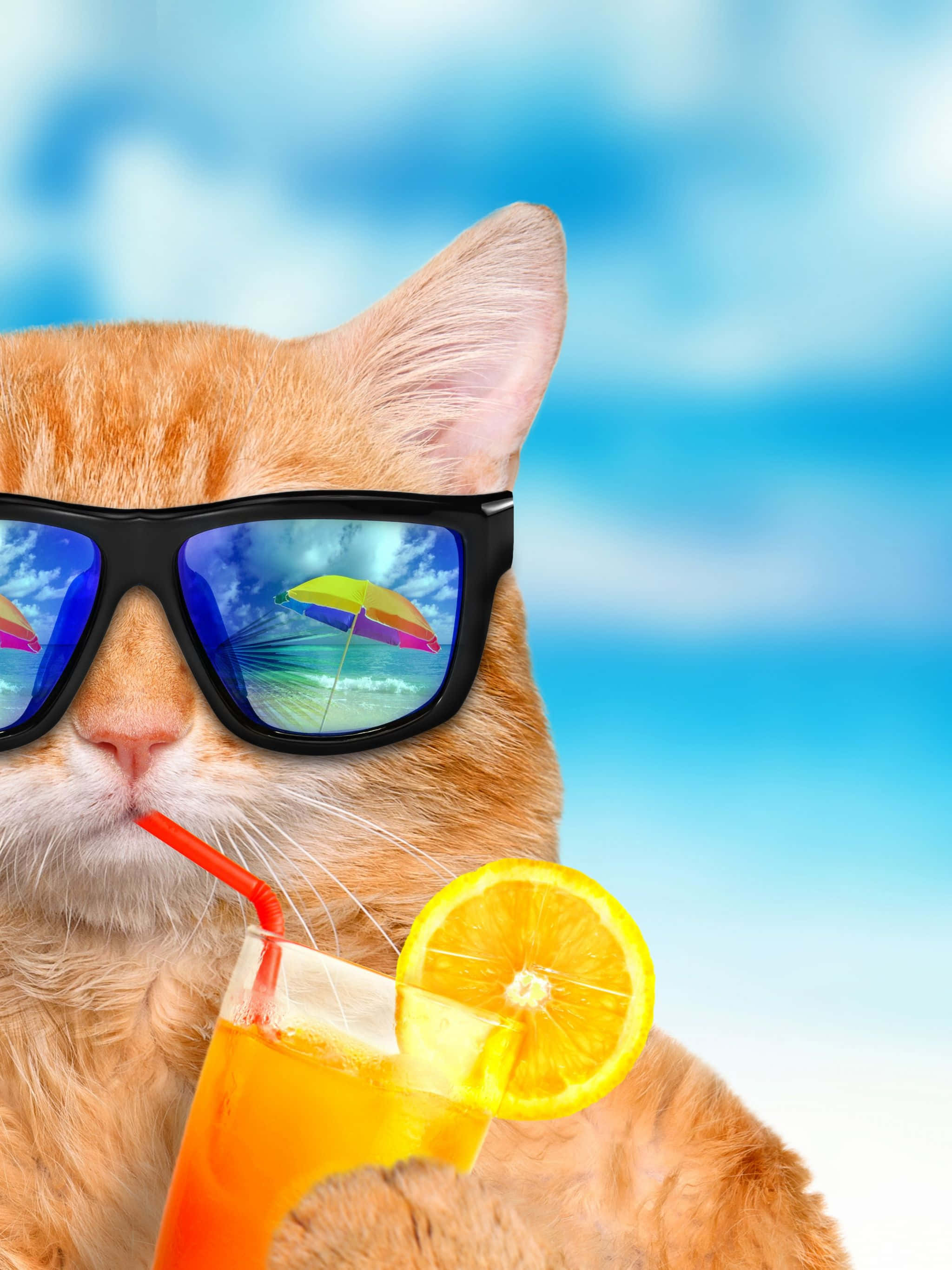 Sommergøy Kjølig Katt Bakgrunner