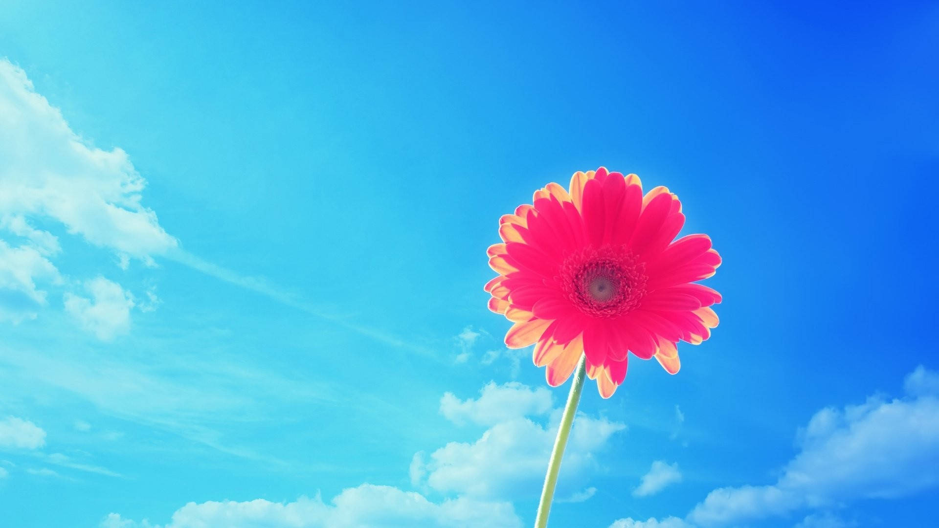 Sommerlig skrivebord med rosa gerbera Bakgrunner